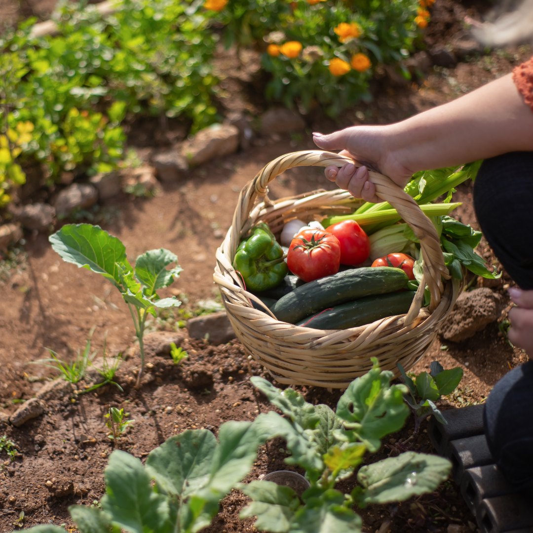 veg garden veggie garden