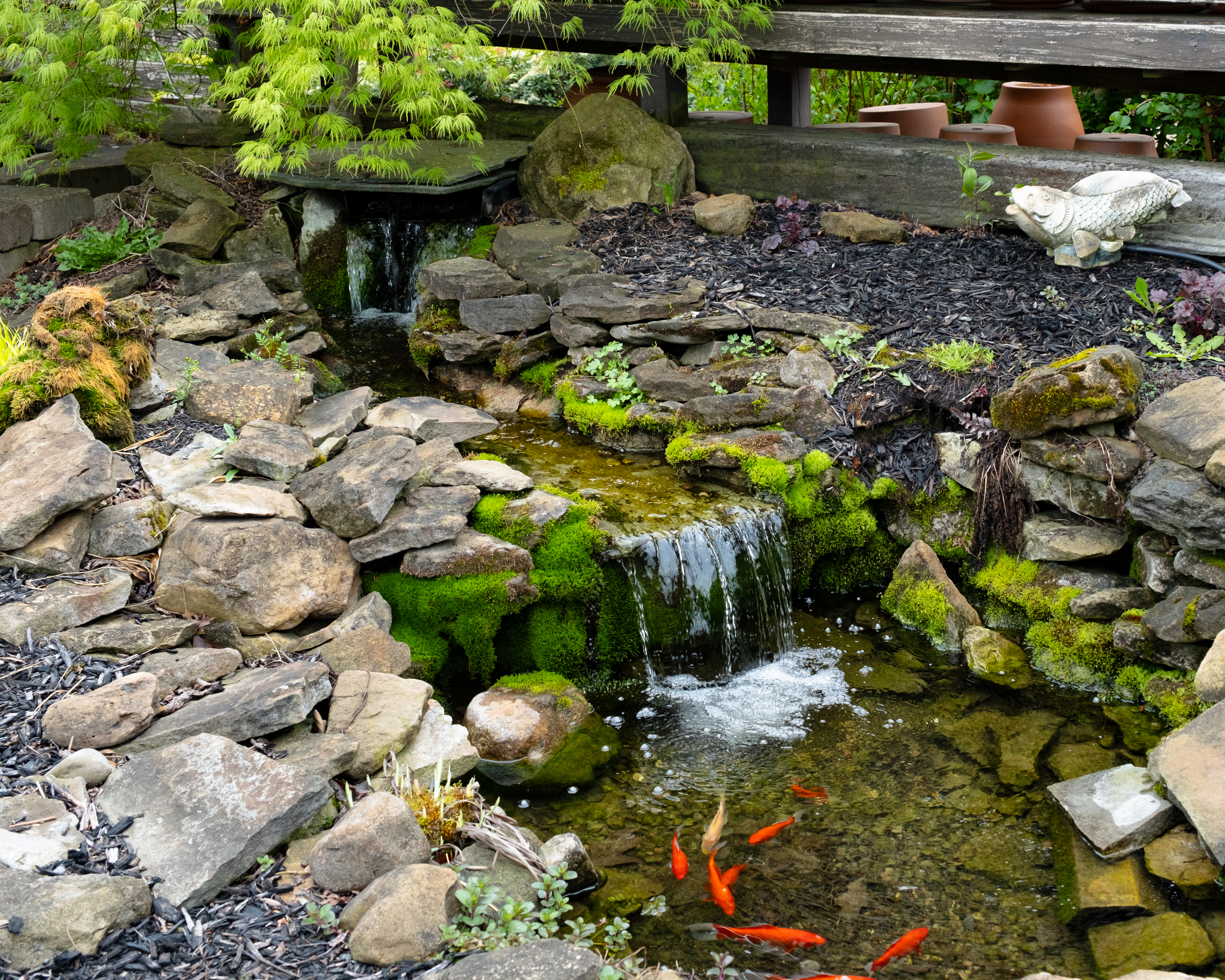 pond with waterfall and fish
