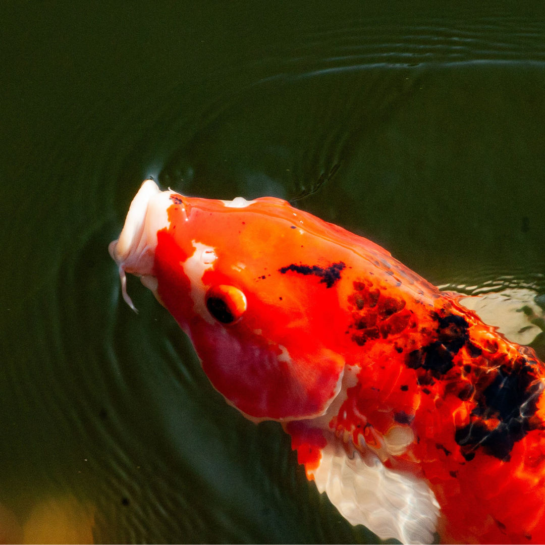 single koi fish