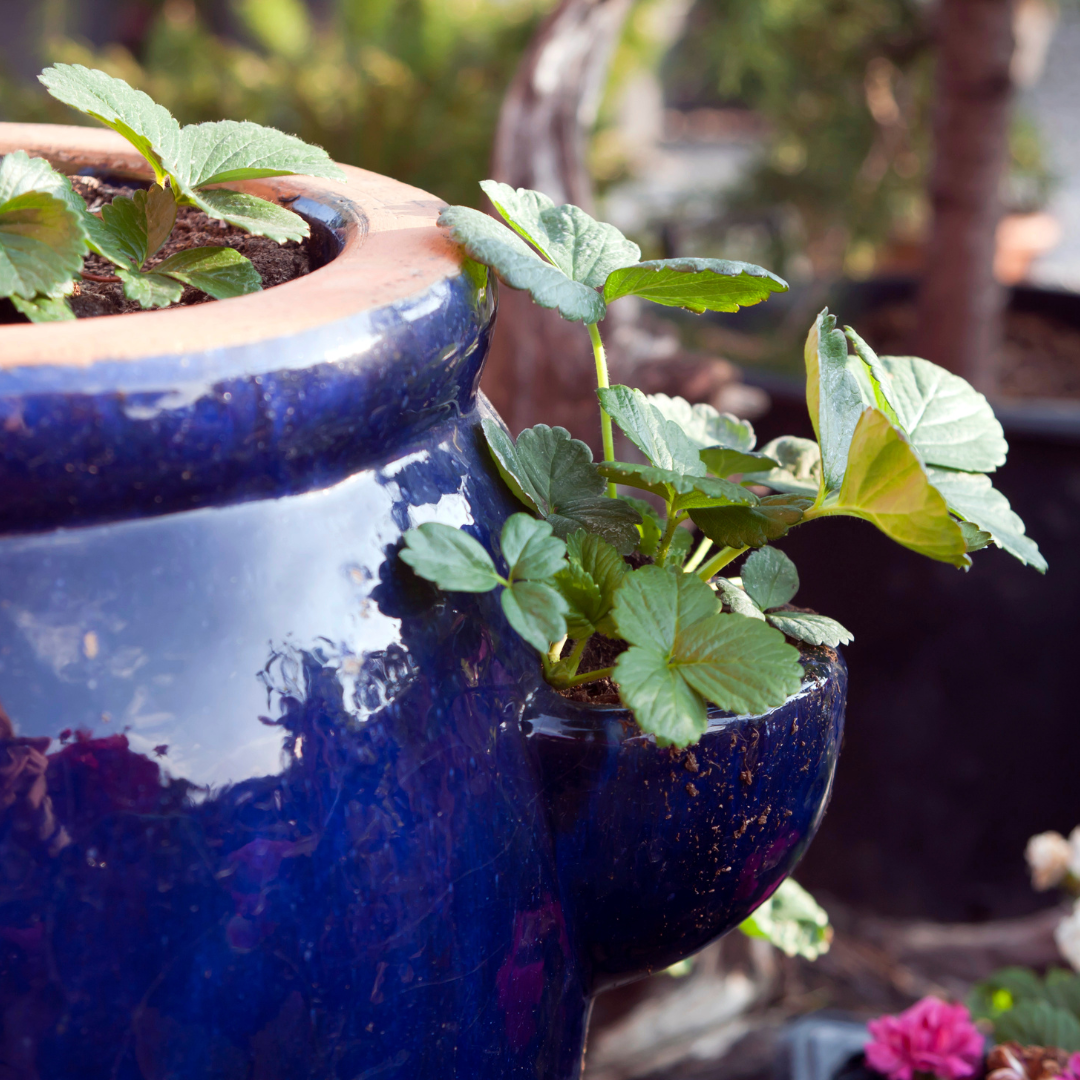 strawberry pots strawberry pots