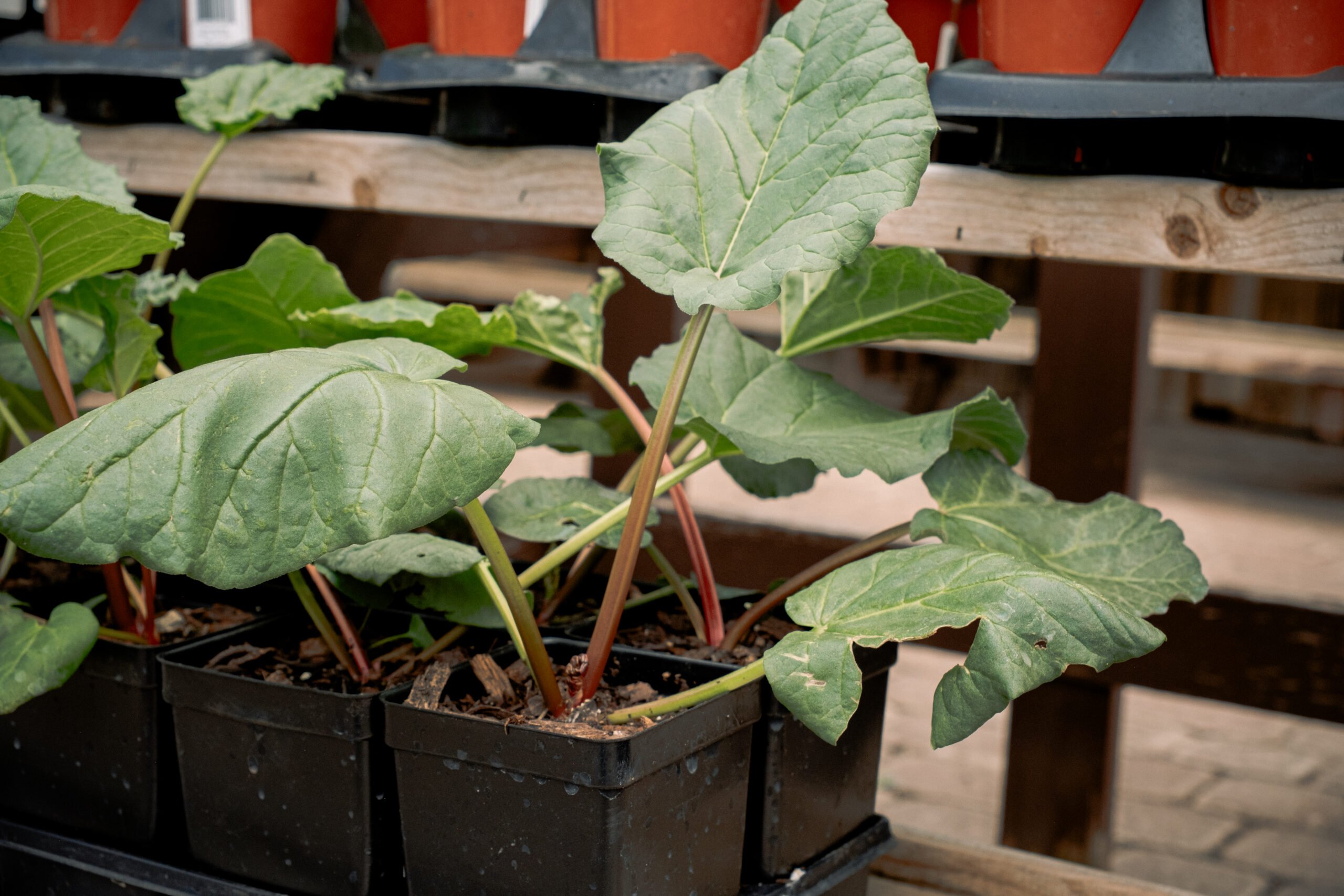 young rhubarb plant young rhubarb plant