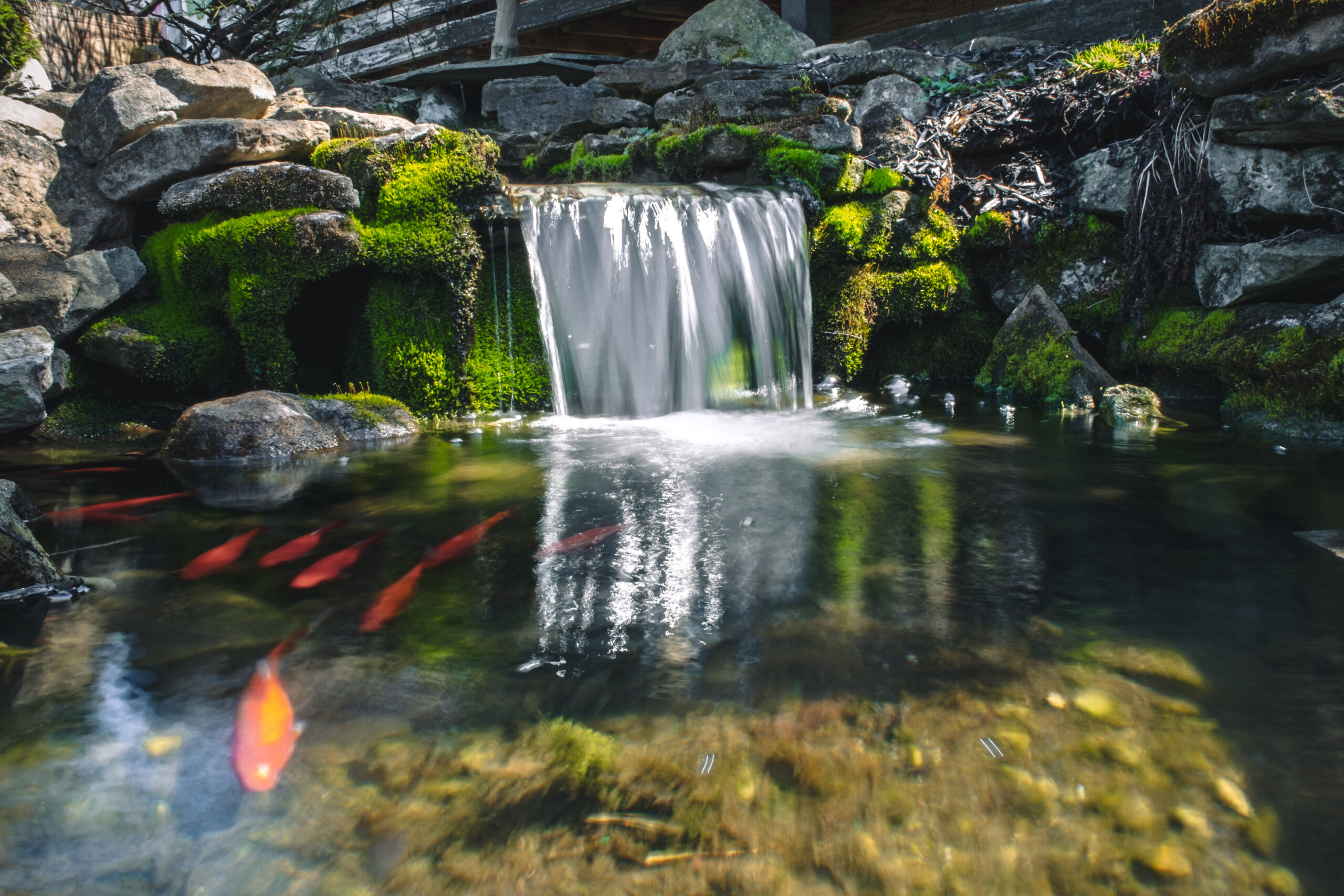 white koi fish in pond