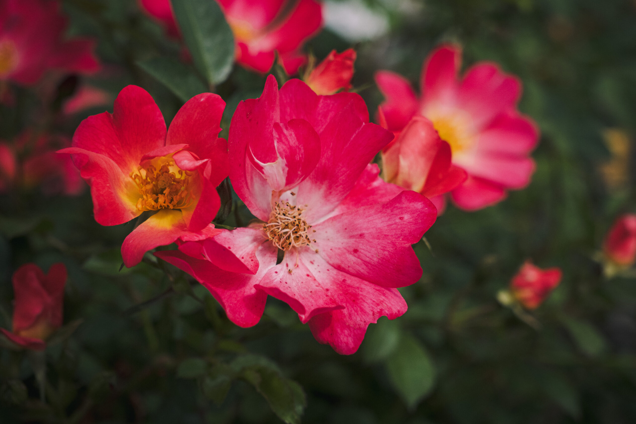 red roses with yellow center red roses with yellow center