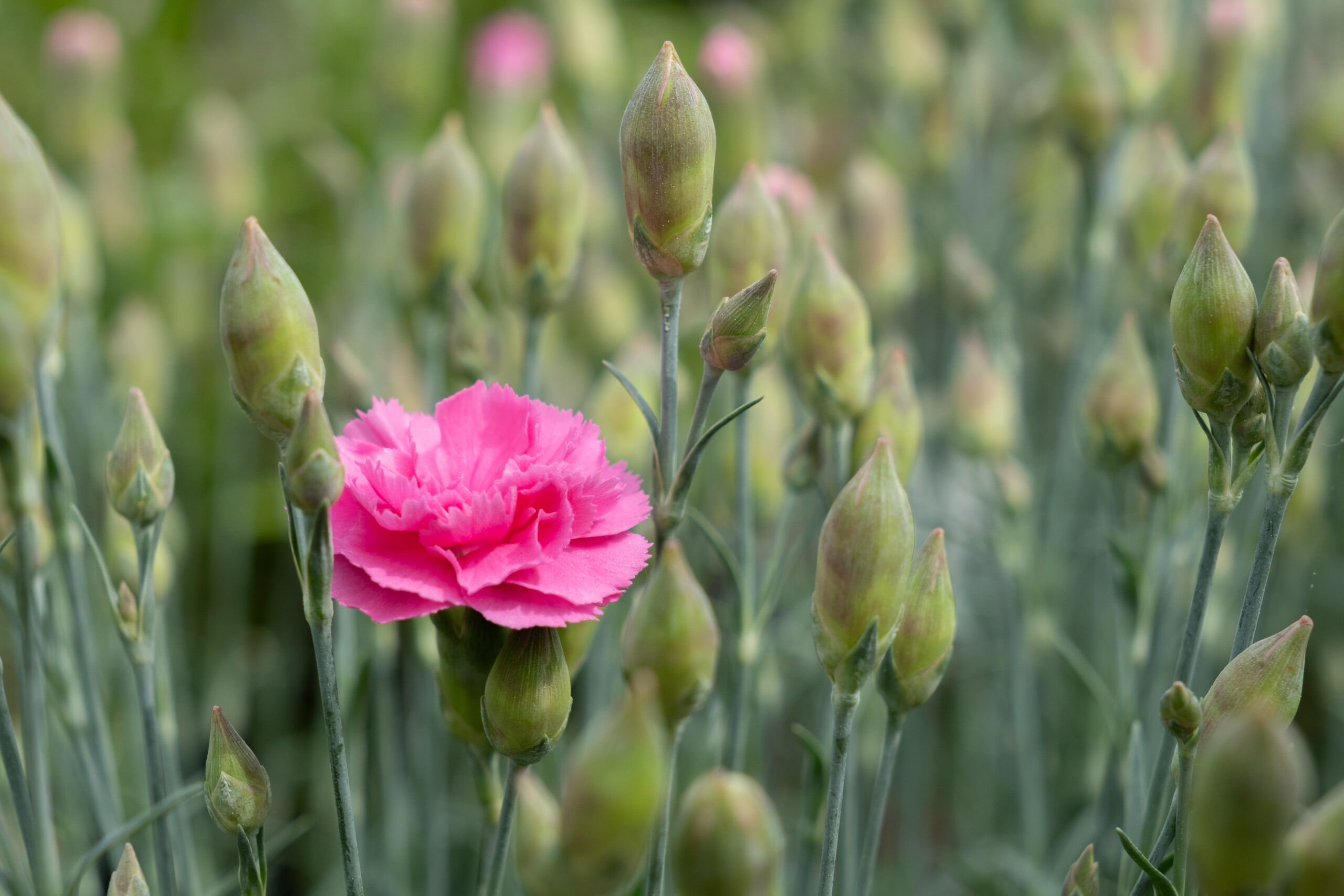 pink dianthus flower pink dianthus flower