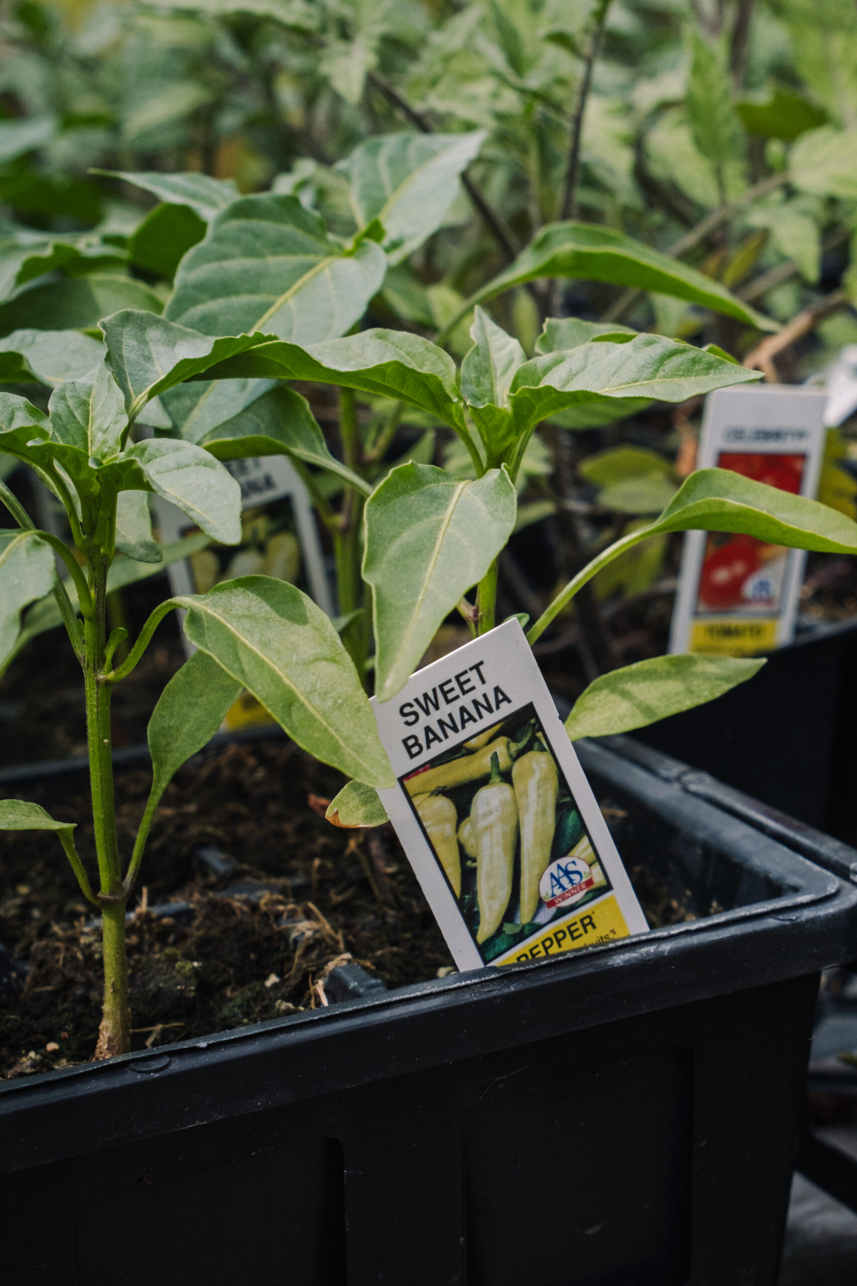 flat of small veggie plants
