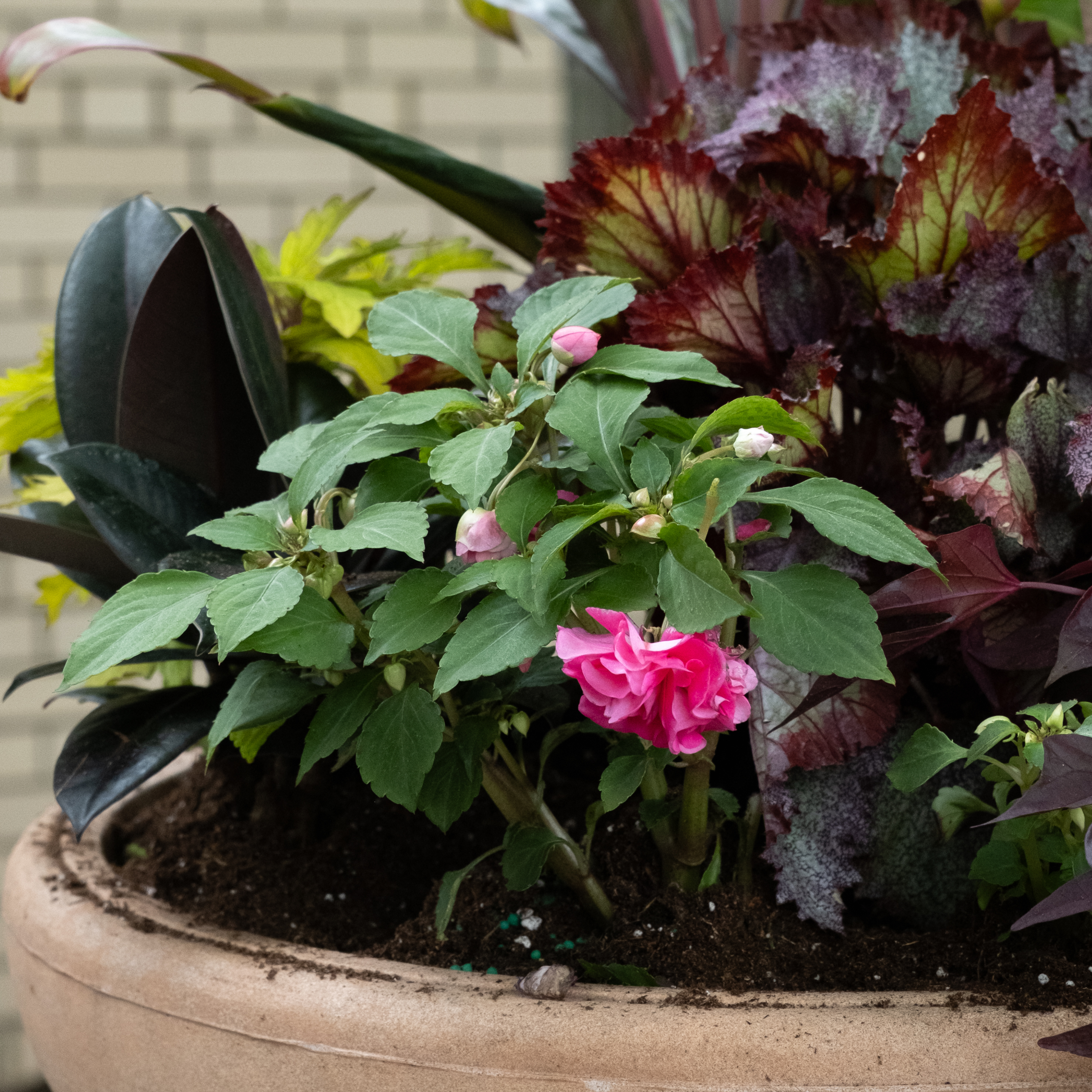 pink begonia in shade planter pink begonia in shade planter