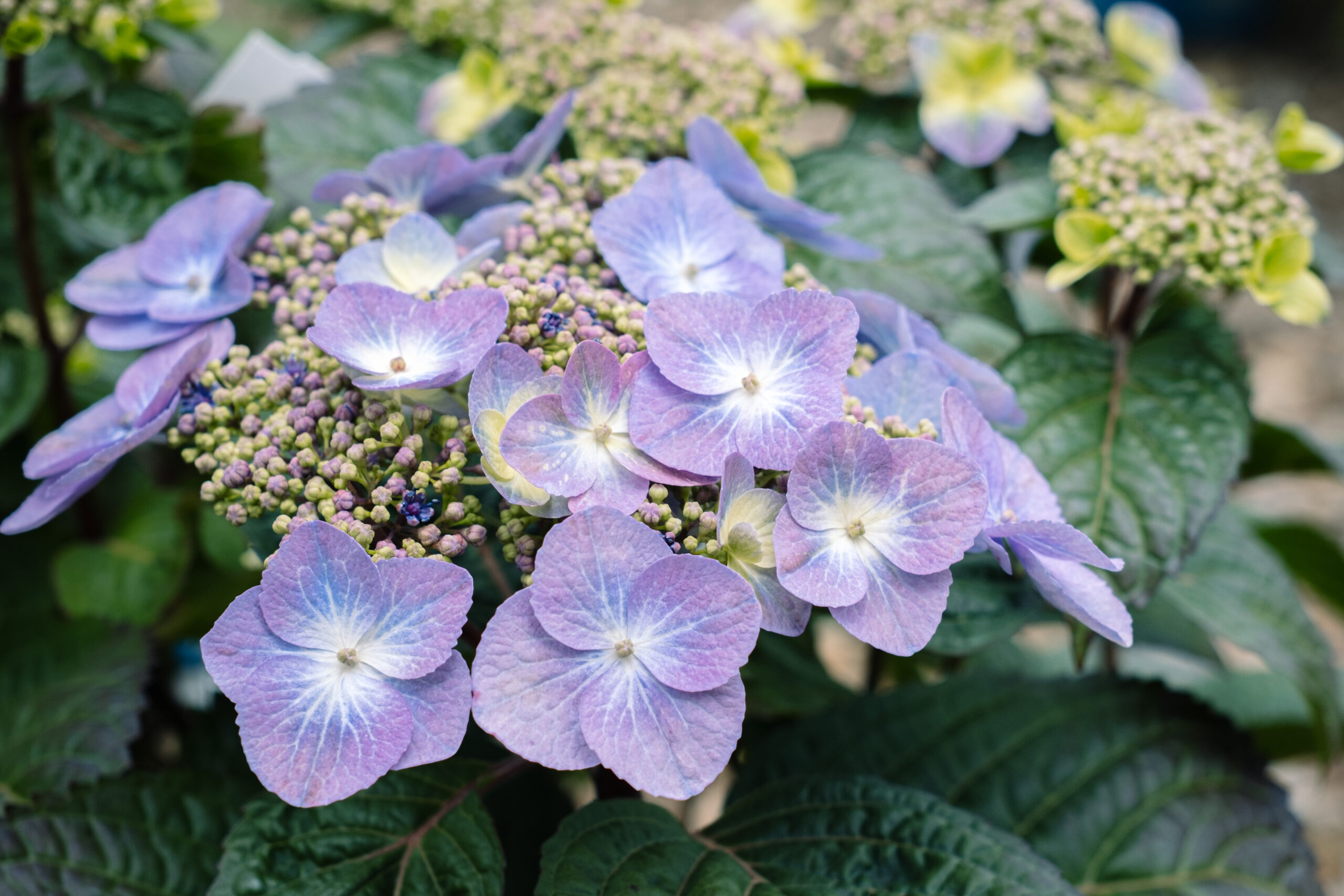 DSCF7207 purple hydrangeas