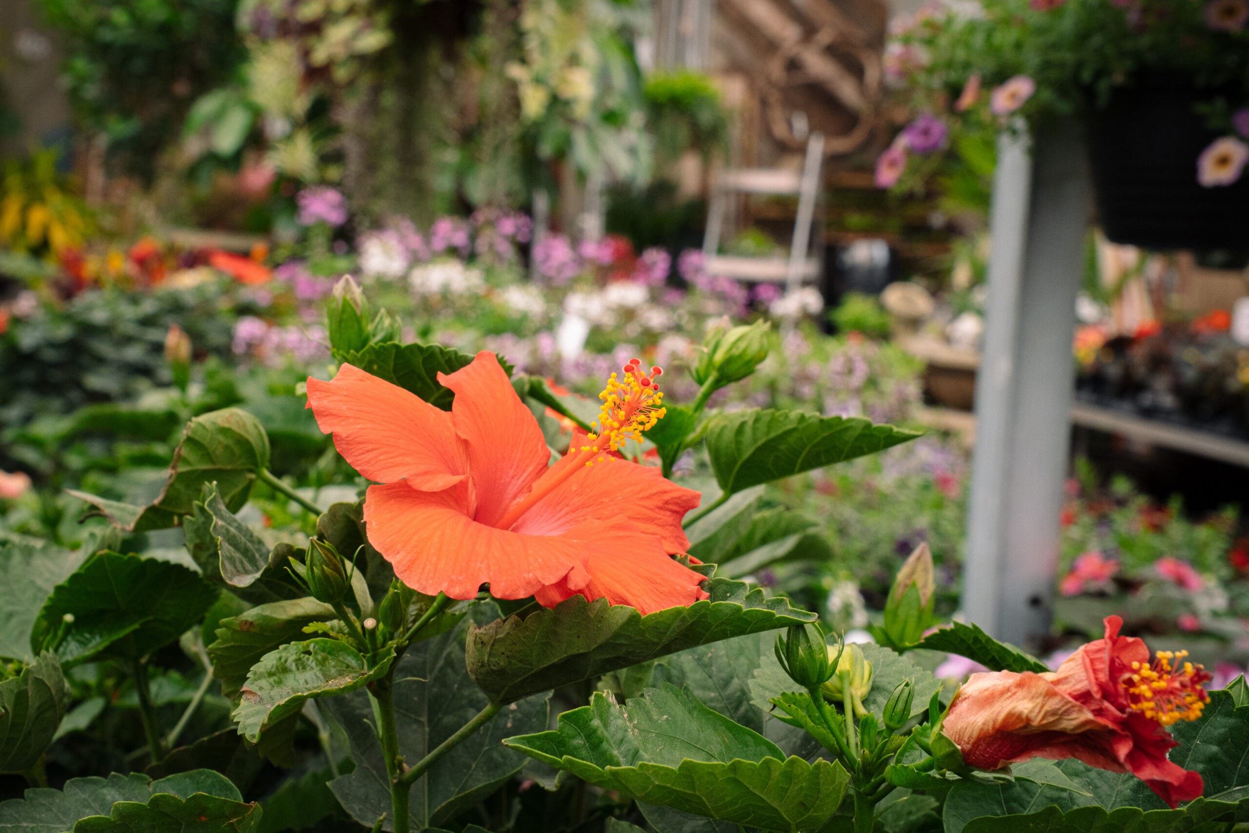 orange hibiscus flower in greenhouse orange hibiscus flower in greenhouse