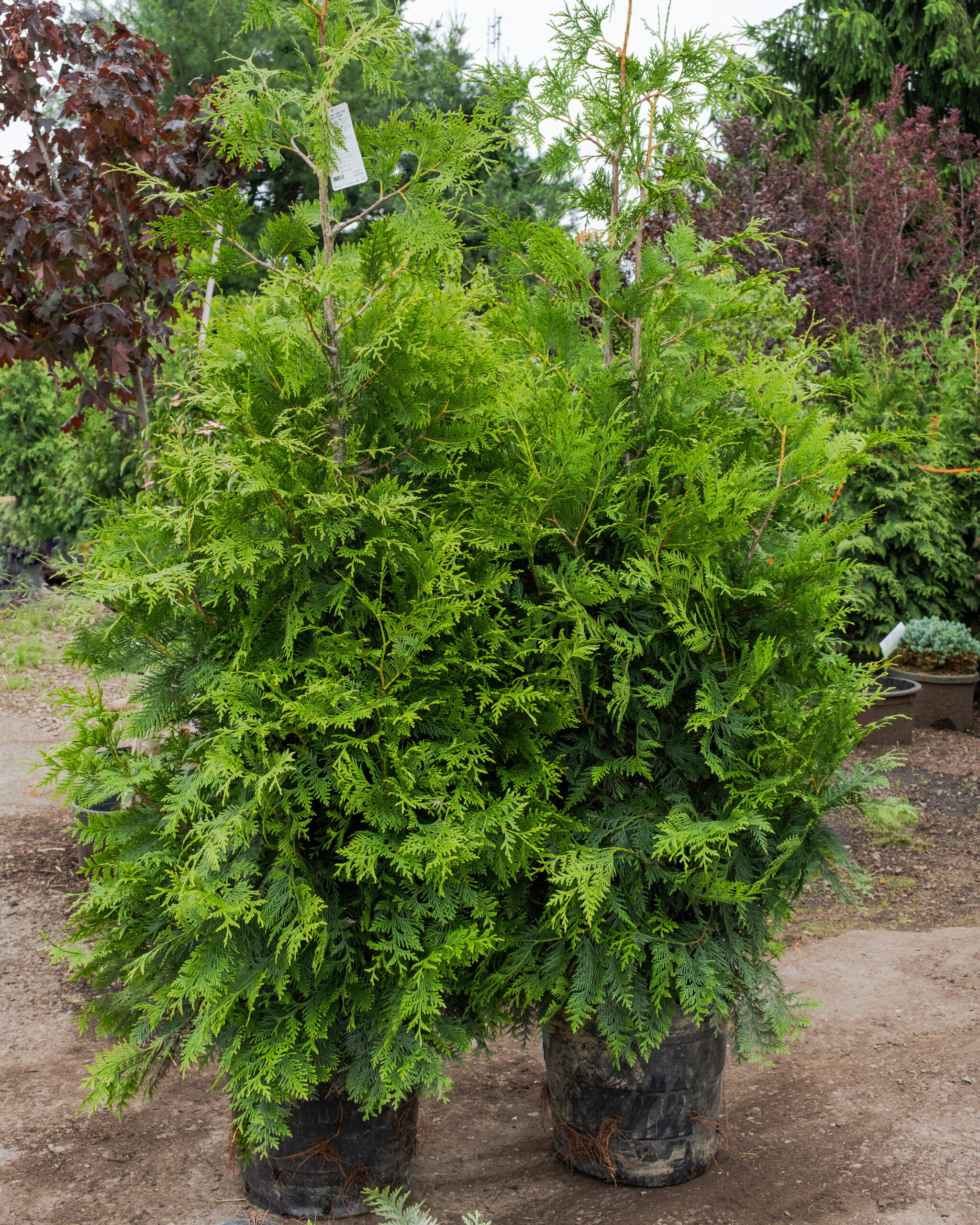 green giant arborvitaes green giant arborvitaes