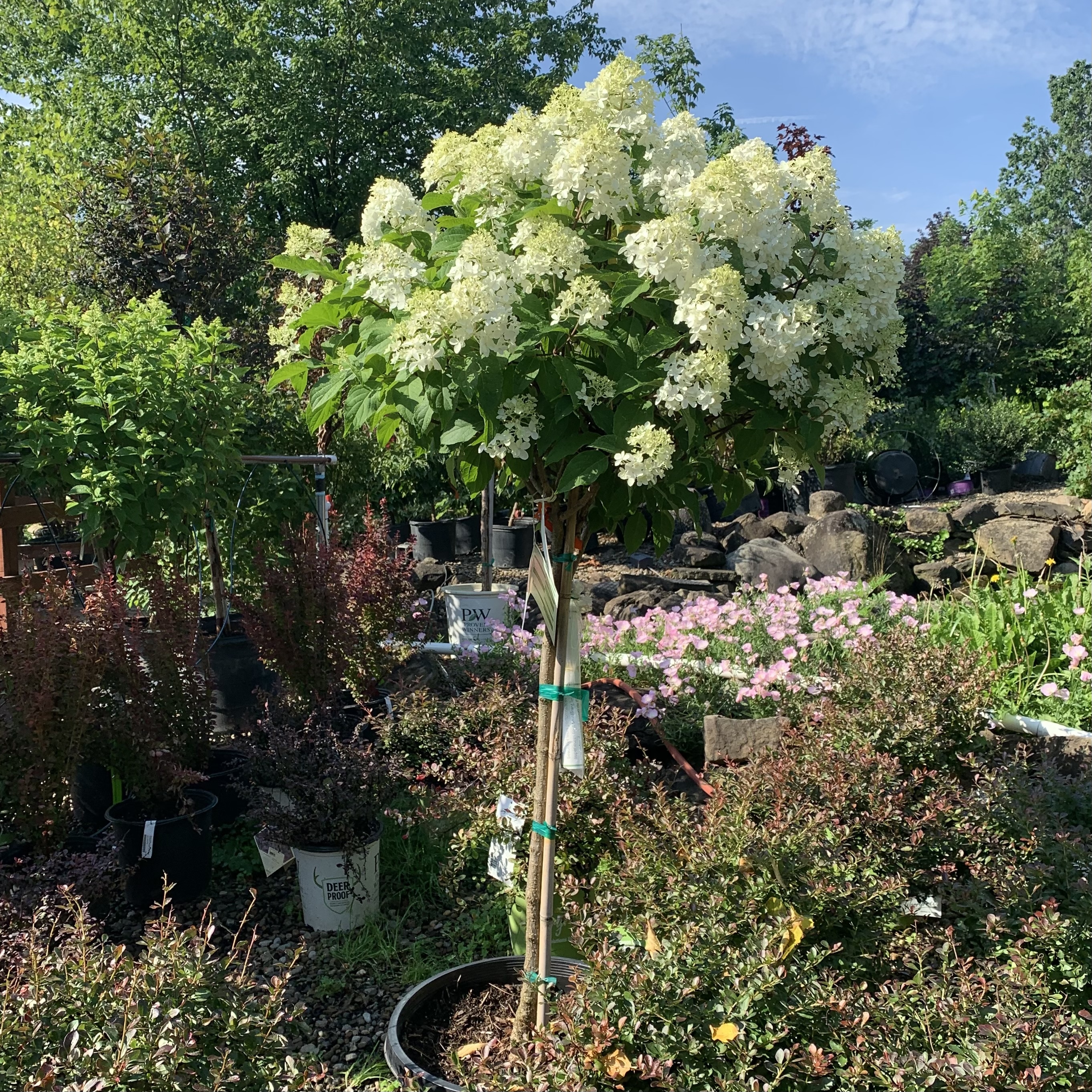 hydrangea tree hydrangea tree