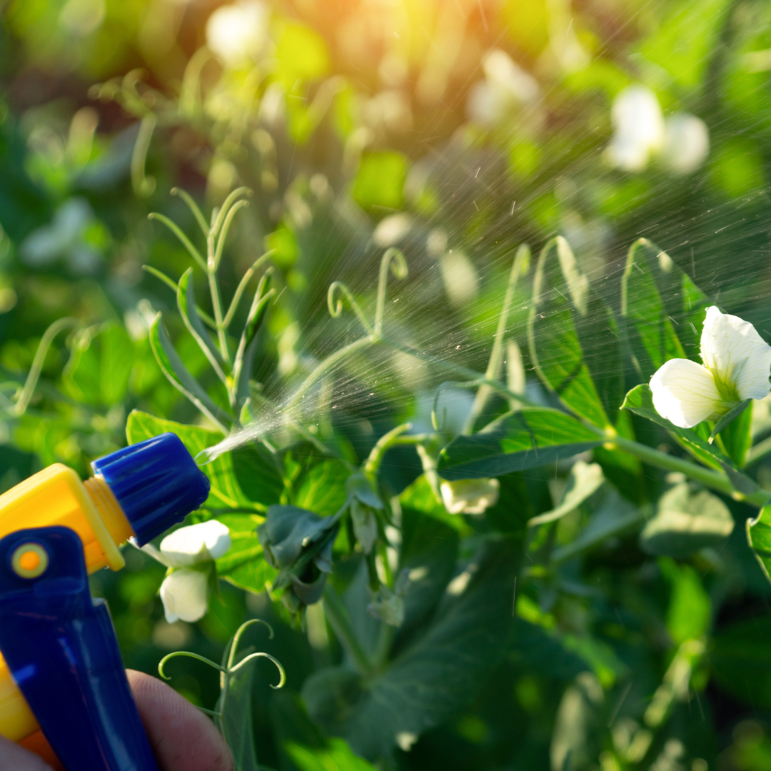 spraying plants spraying plants