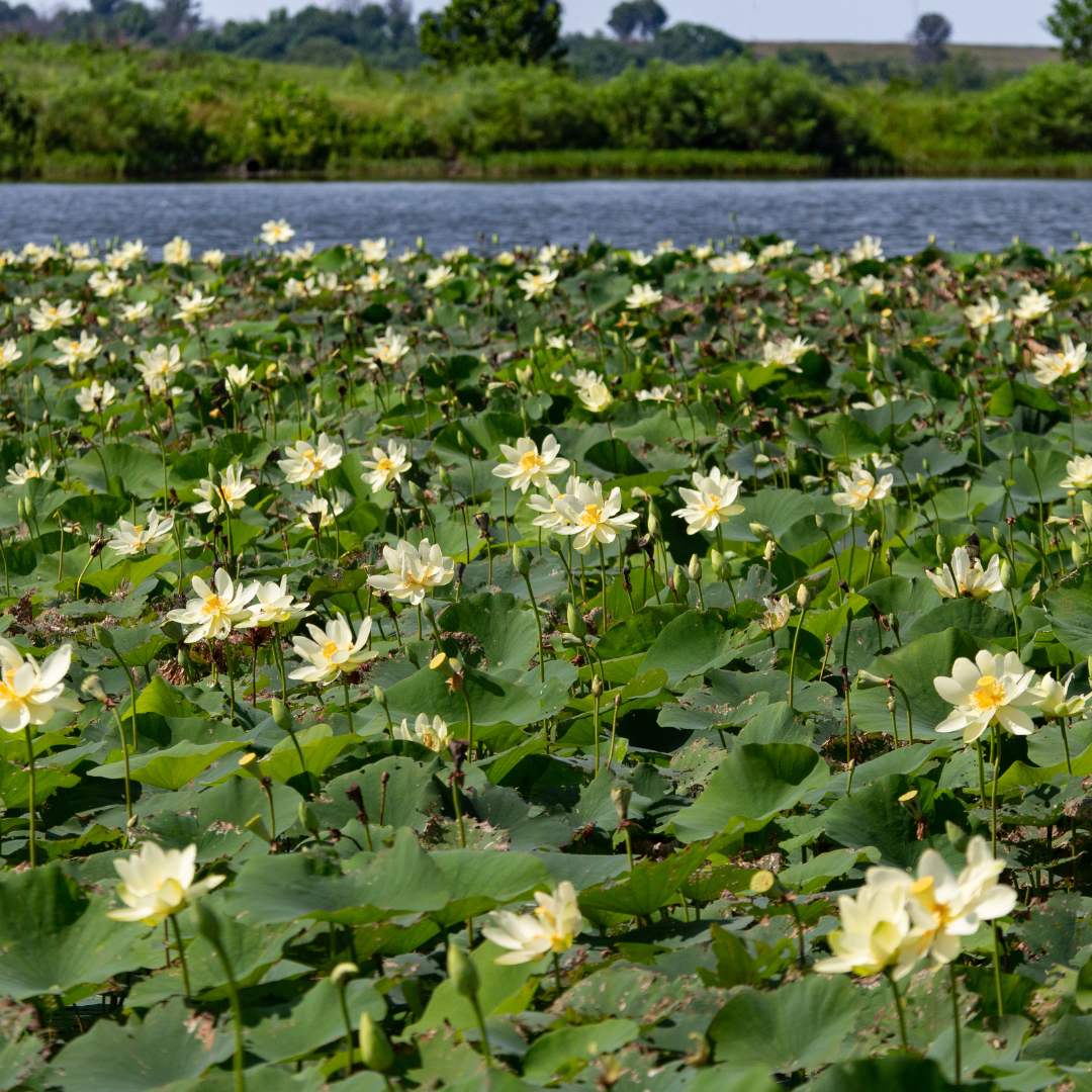 Native pond plants in Ohio, showcasing Spatterdock and White Water Lily at Rohr's Nursery for healthy aquatic ecosystems.