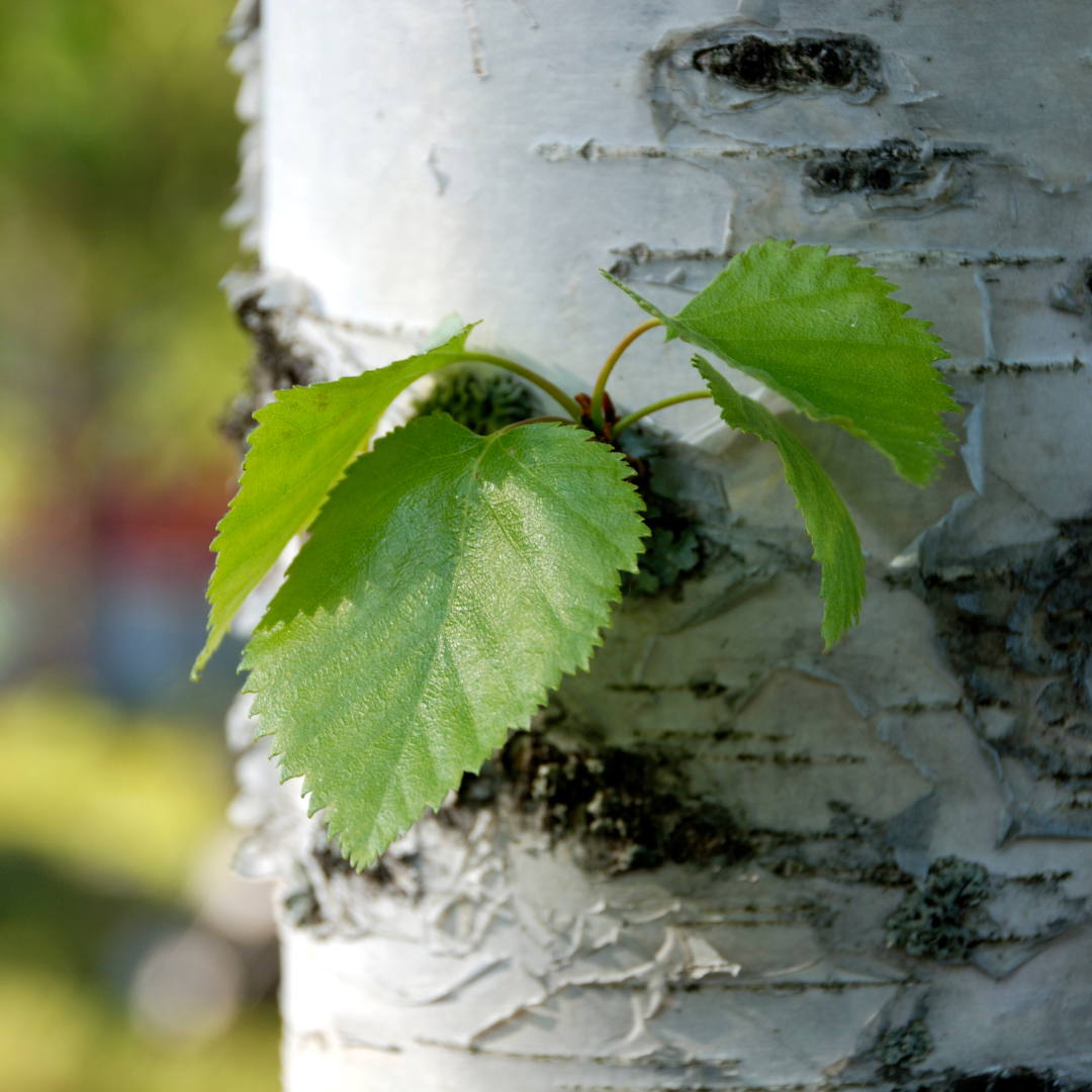birch trunk with leaves