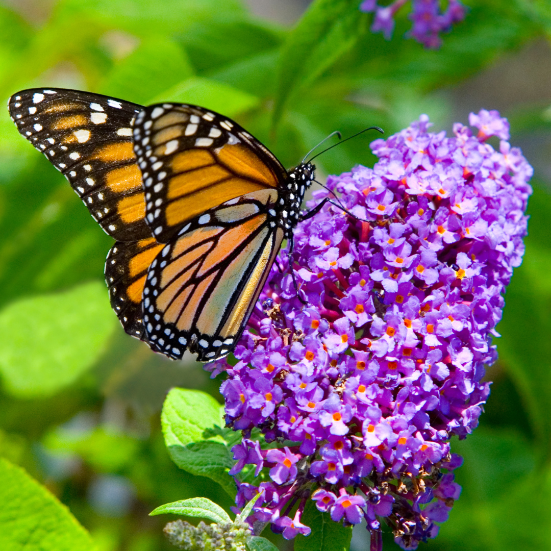 monarch butterfly on butterfly bush