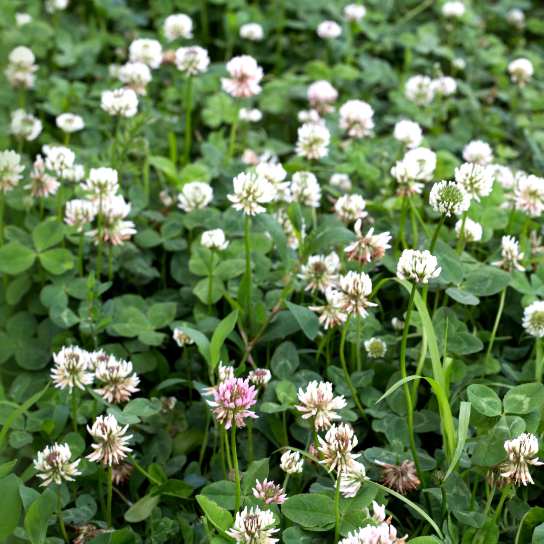 field of clover