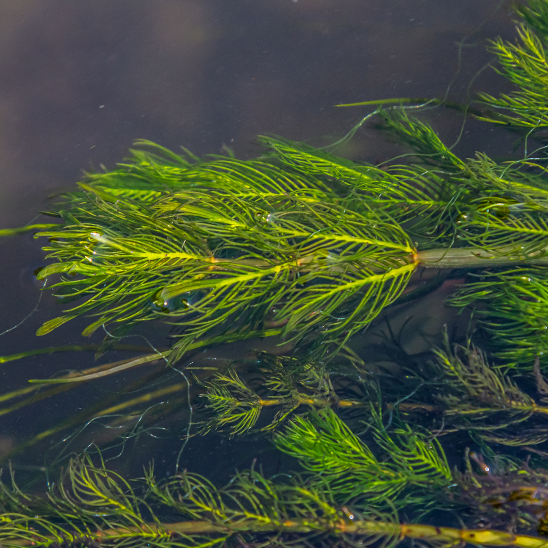 Native pond plants in Ohio, featuring Spatterdock and White Water Lily at Rohr's Nursery for healthy aquatic environments.