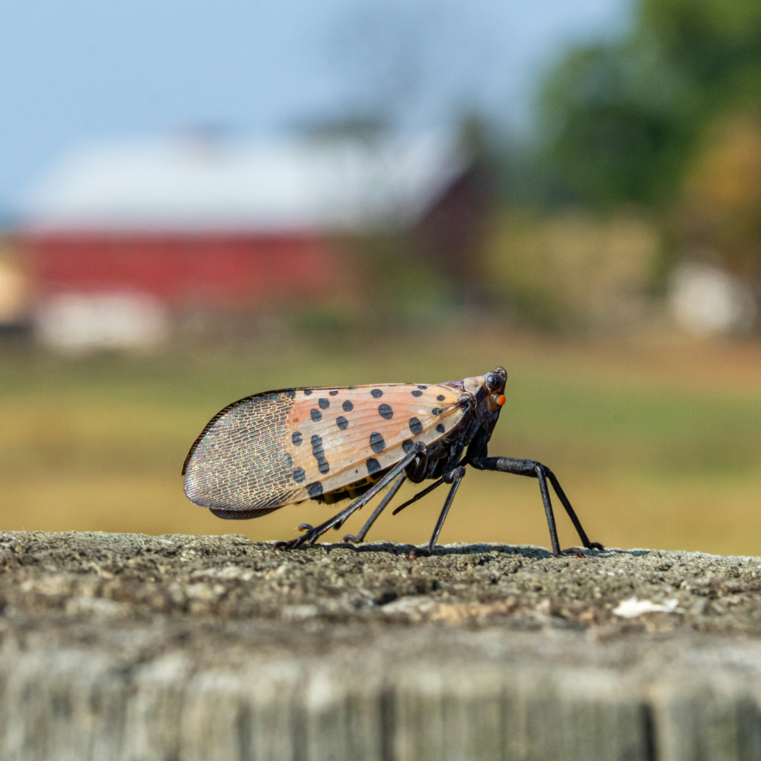 lanternfly lanternfly on fence post