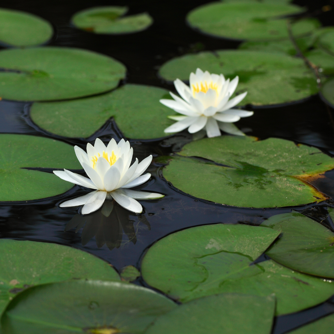 White water lily