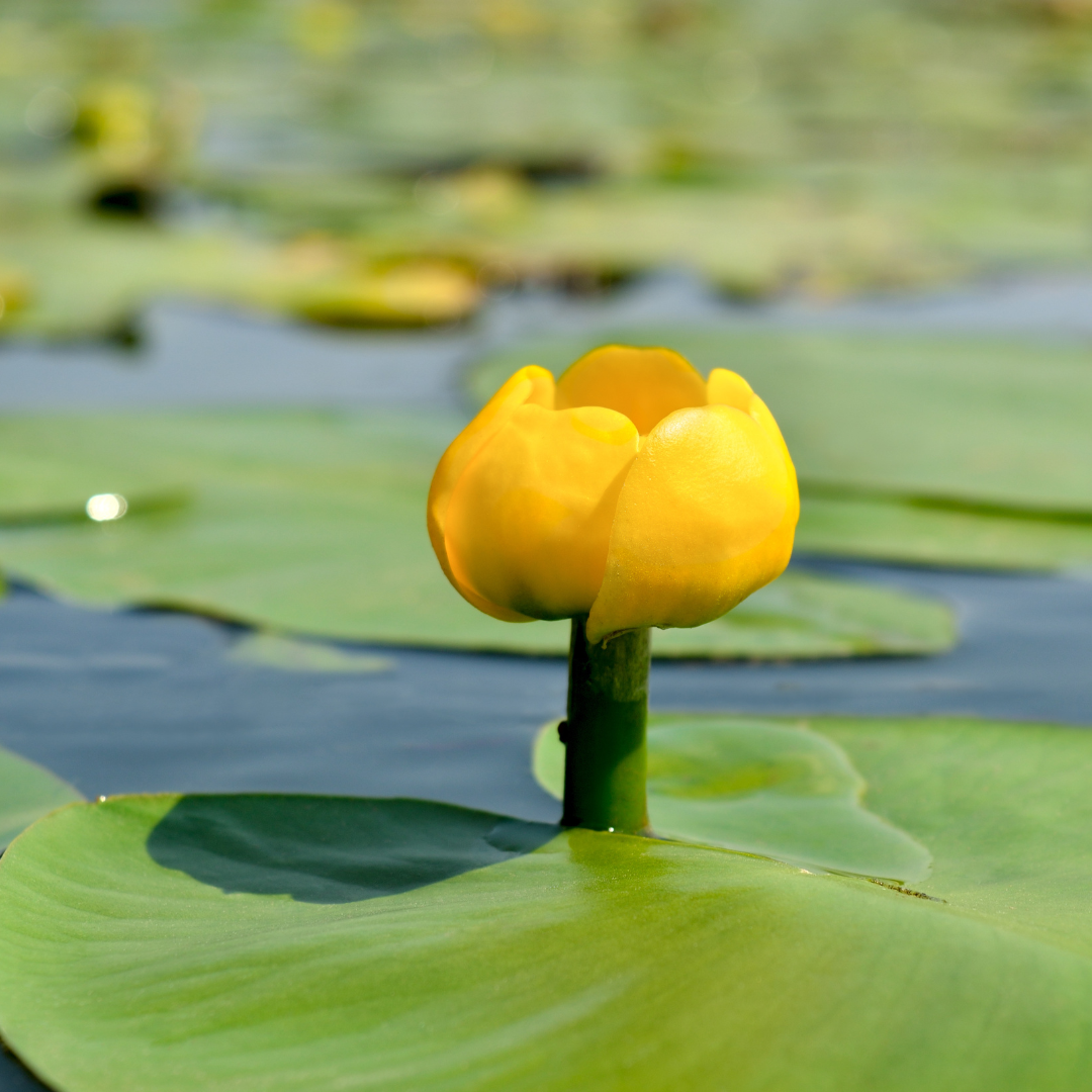 spatterdock lily