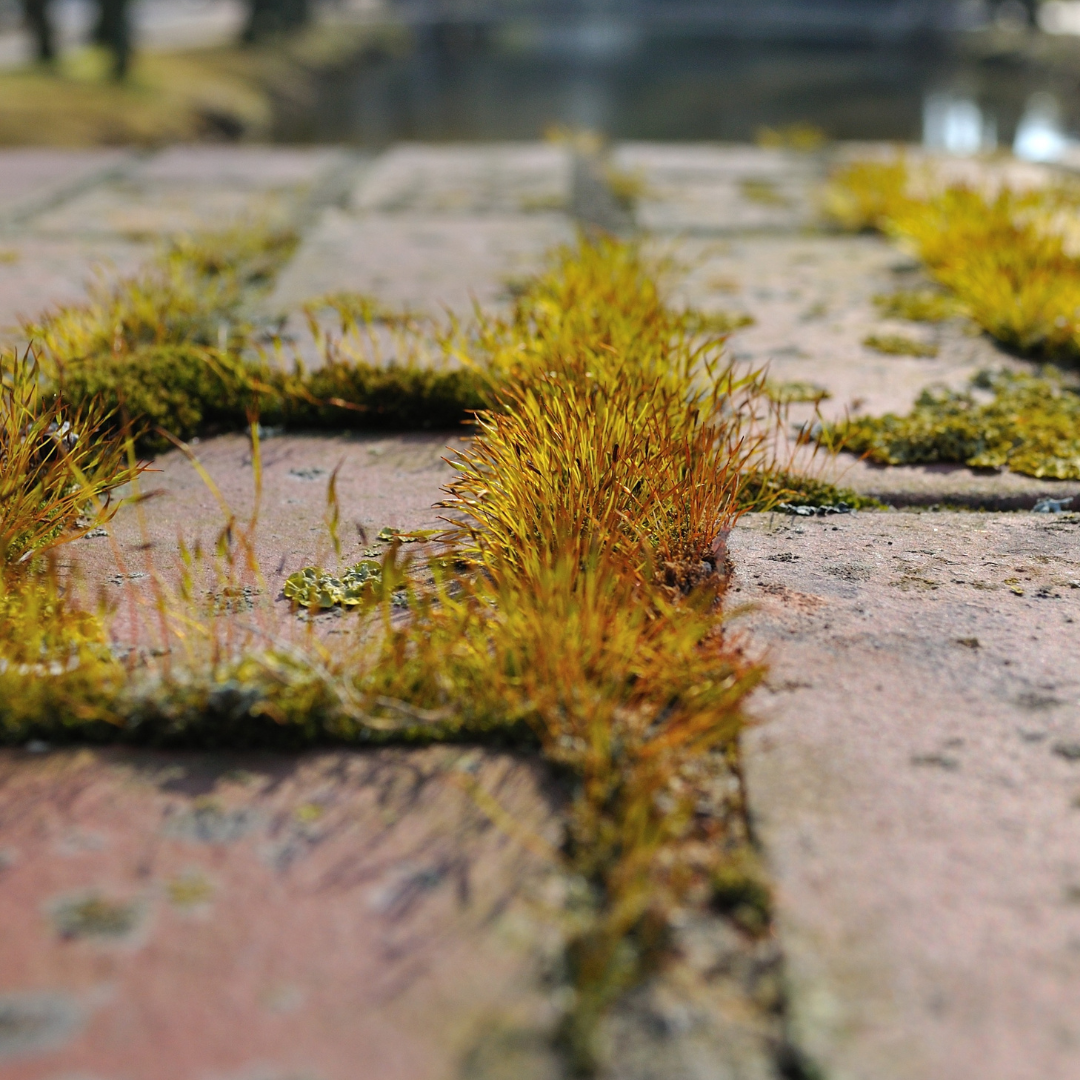 mossy pathway