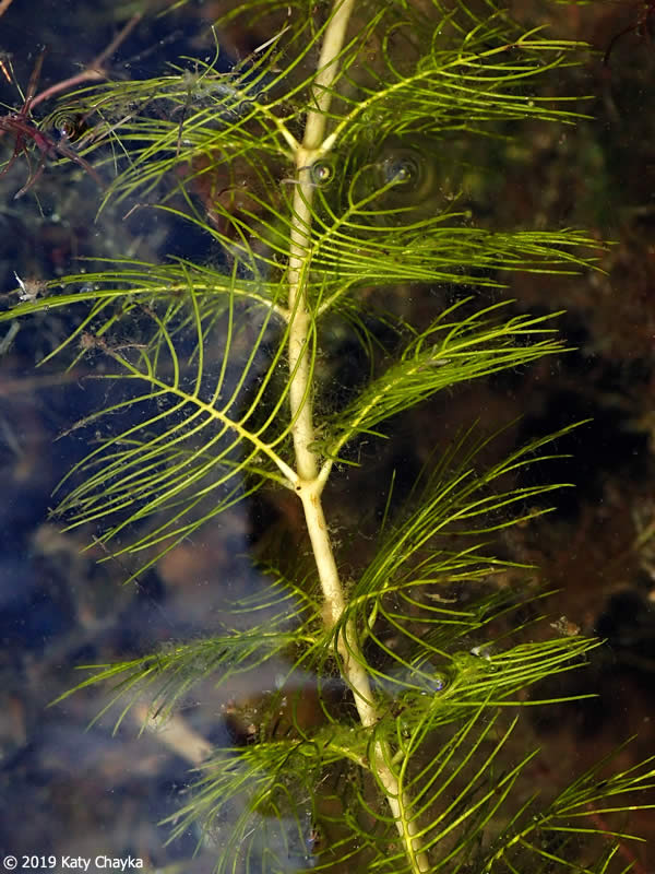 Native pond plants at Rohr's Nursery, featuring Spatterdock and White Water Lily for Ohio aquatic environments.