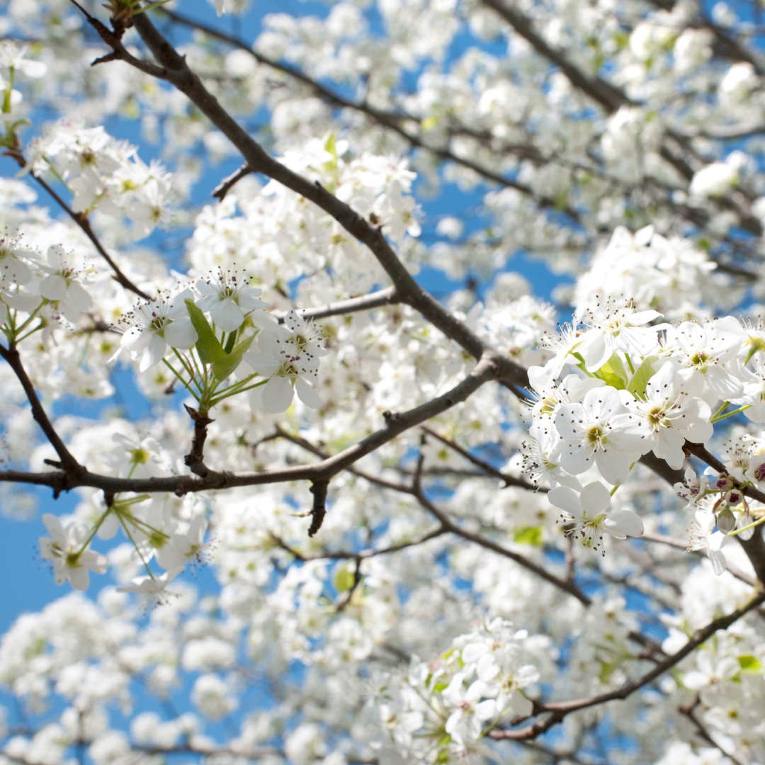 pear tree flowering pear tree