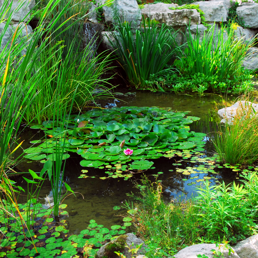 pond plants and grasses