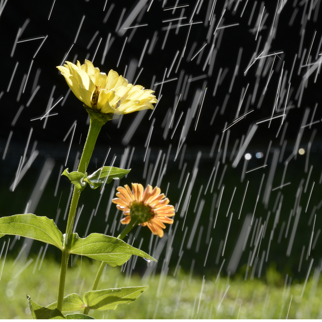 sprinklers watering a lawn