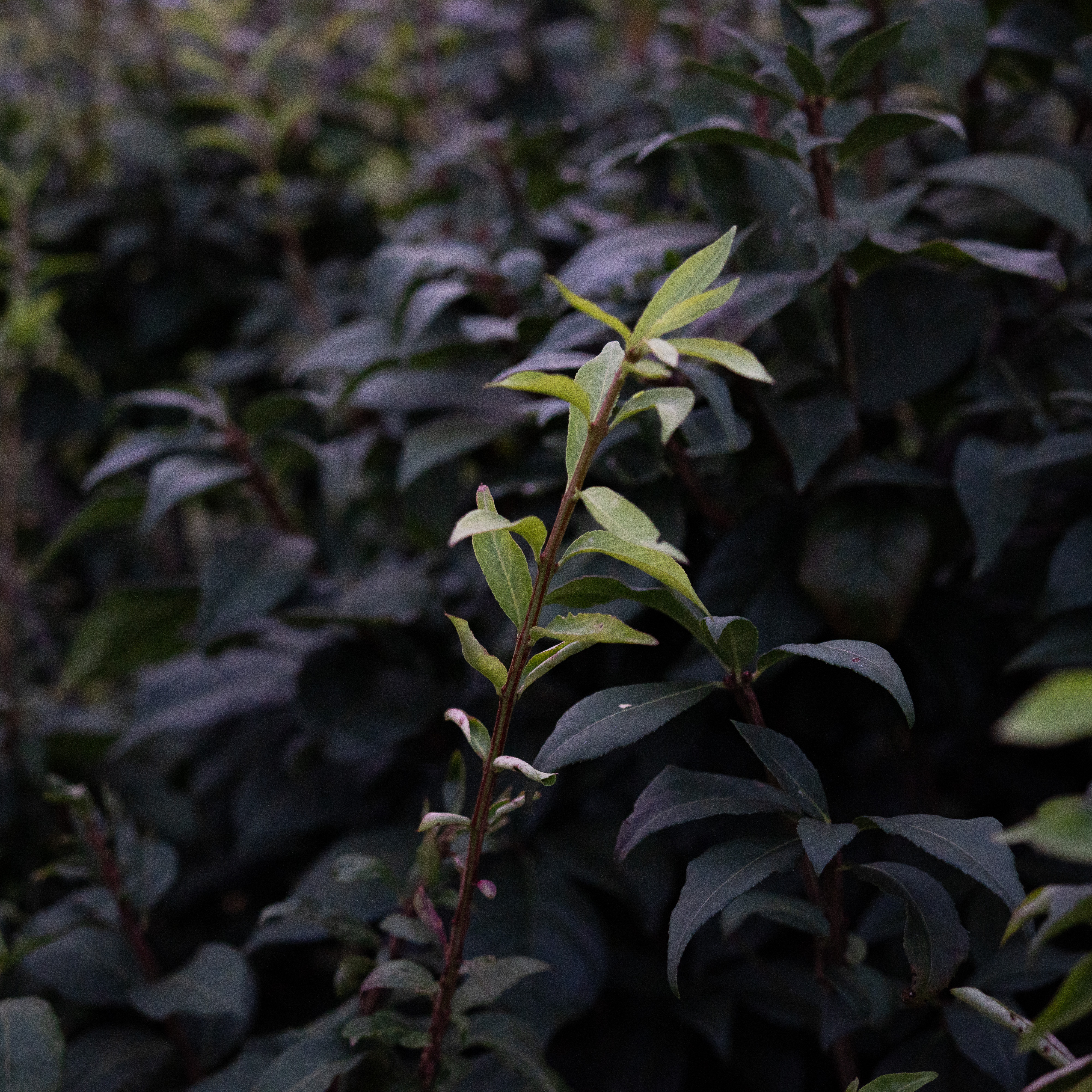 new growth on burning bush new growth on burning bush