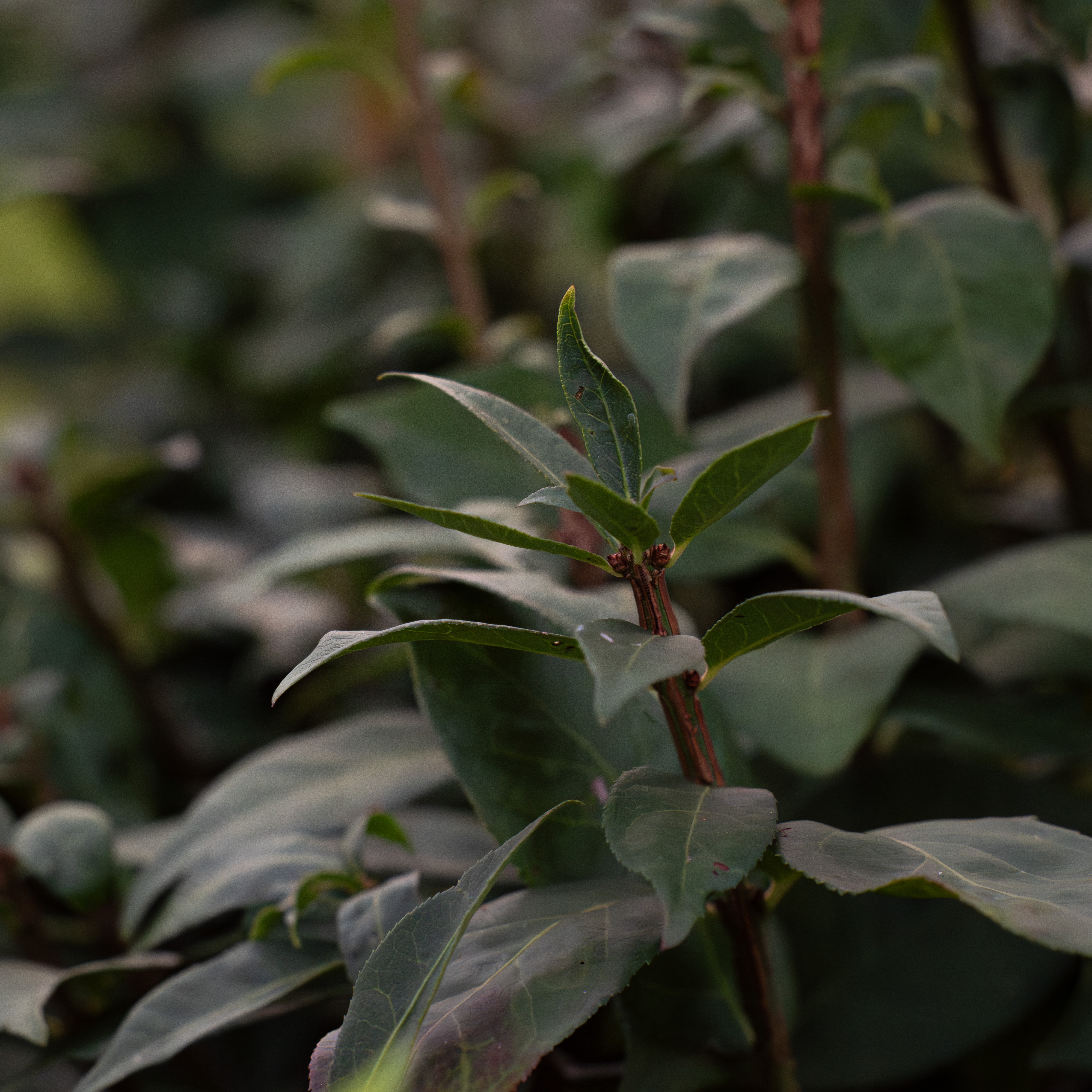 burning bush leaves burning bush leaves