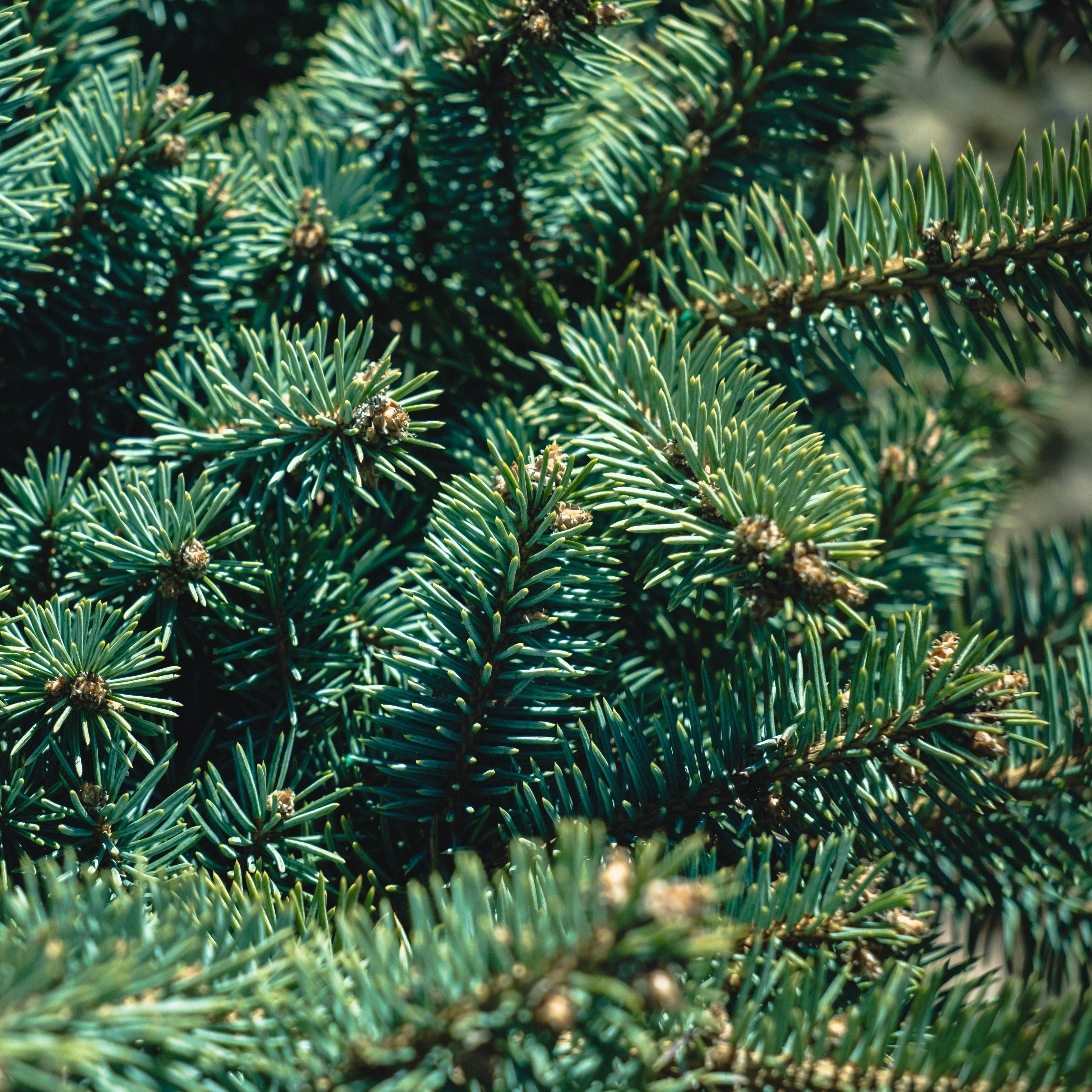 pine tree candles pine tree candles