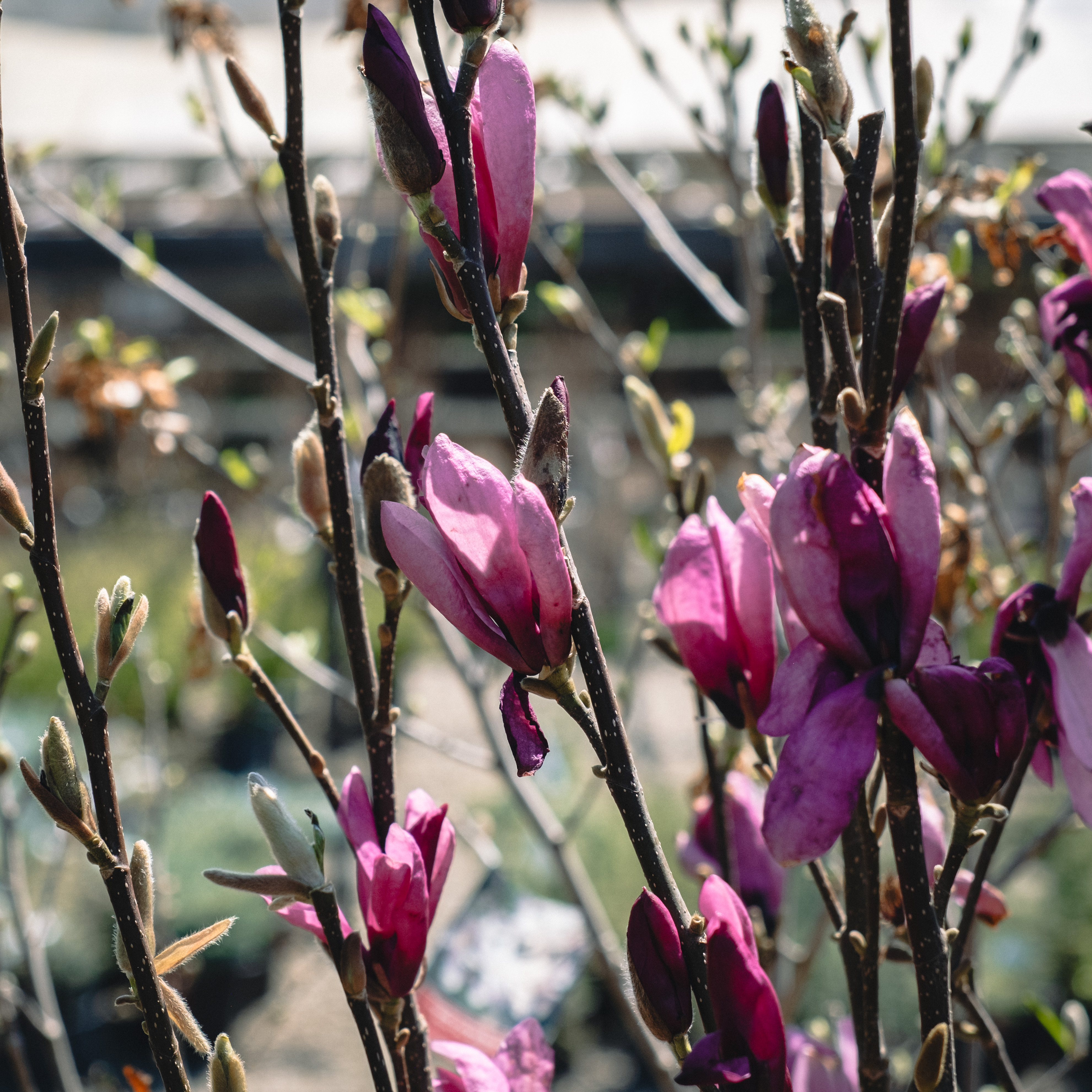 magnolia tree flowers and branches magnolia tree flowers and branches