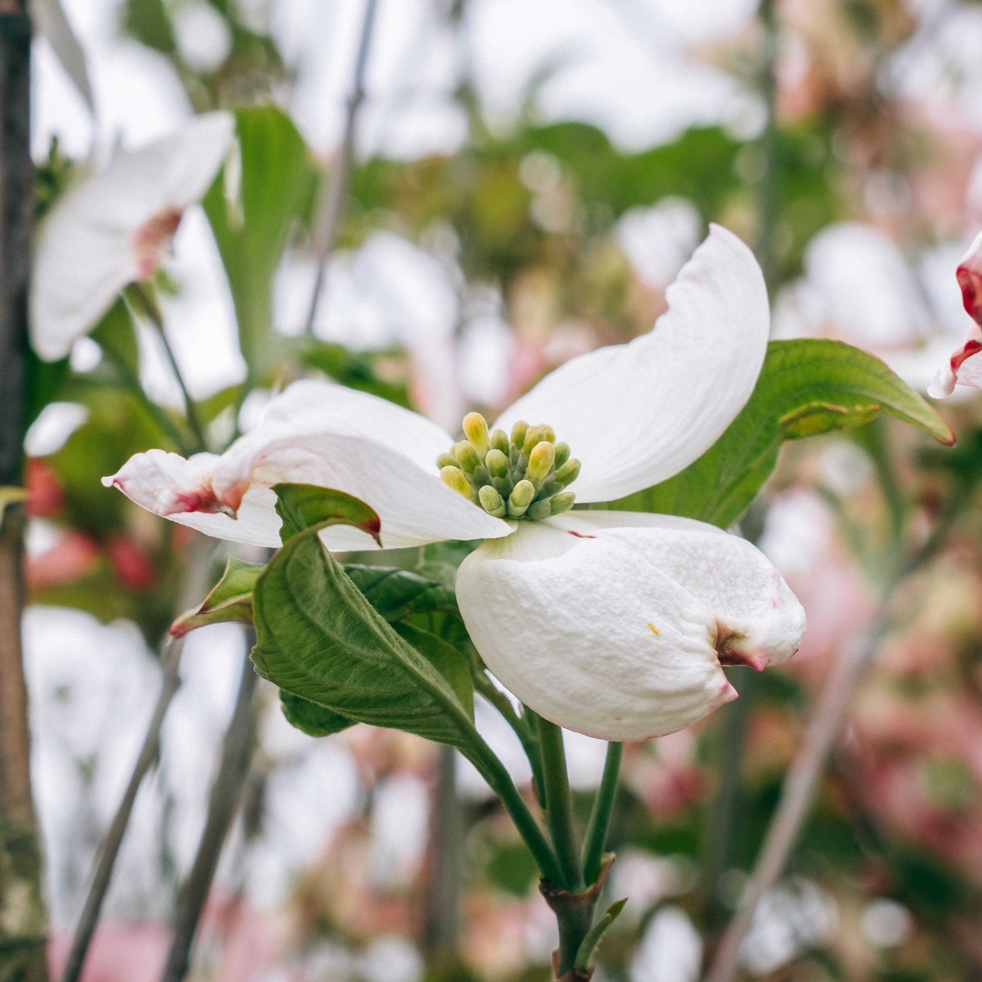 white dogwood flower white dogwood flower