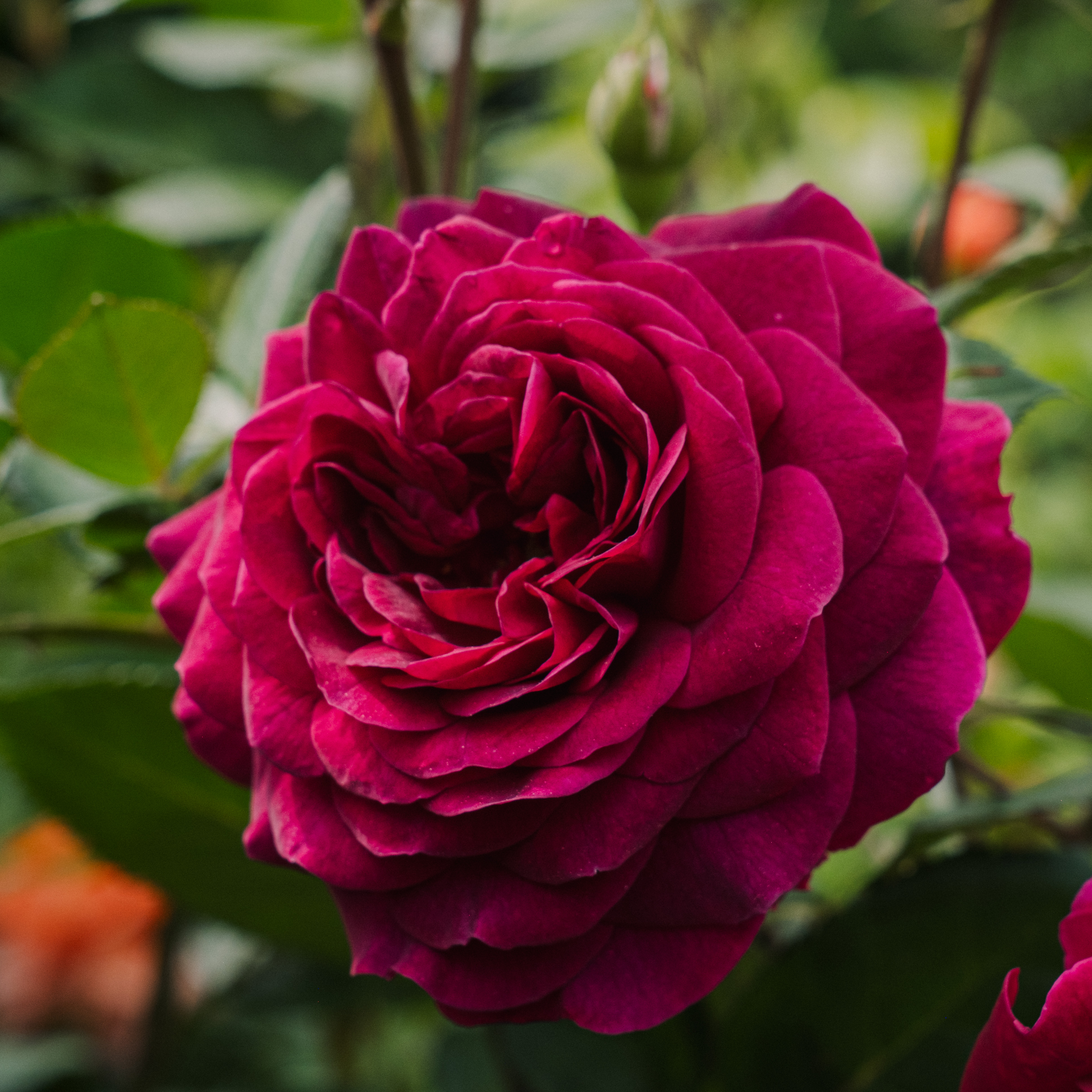 burgundy red old fashioned rose burgundy red old fashioned rose