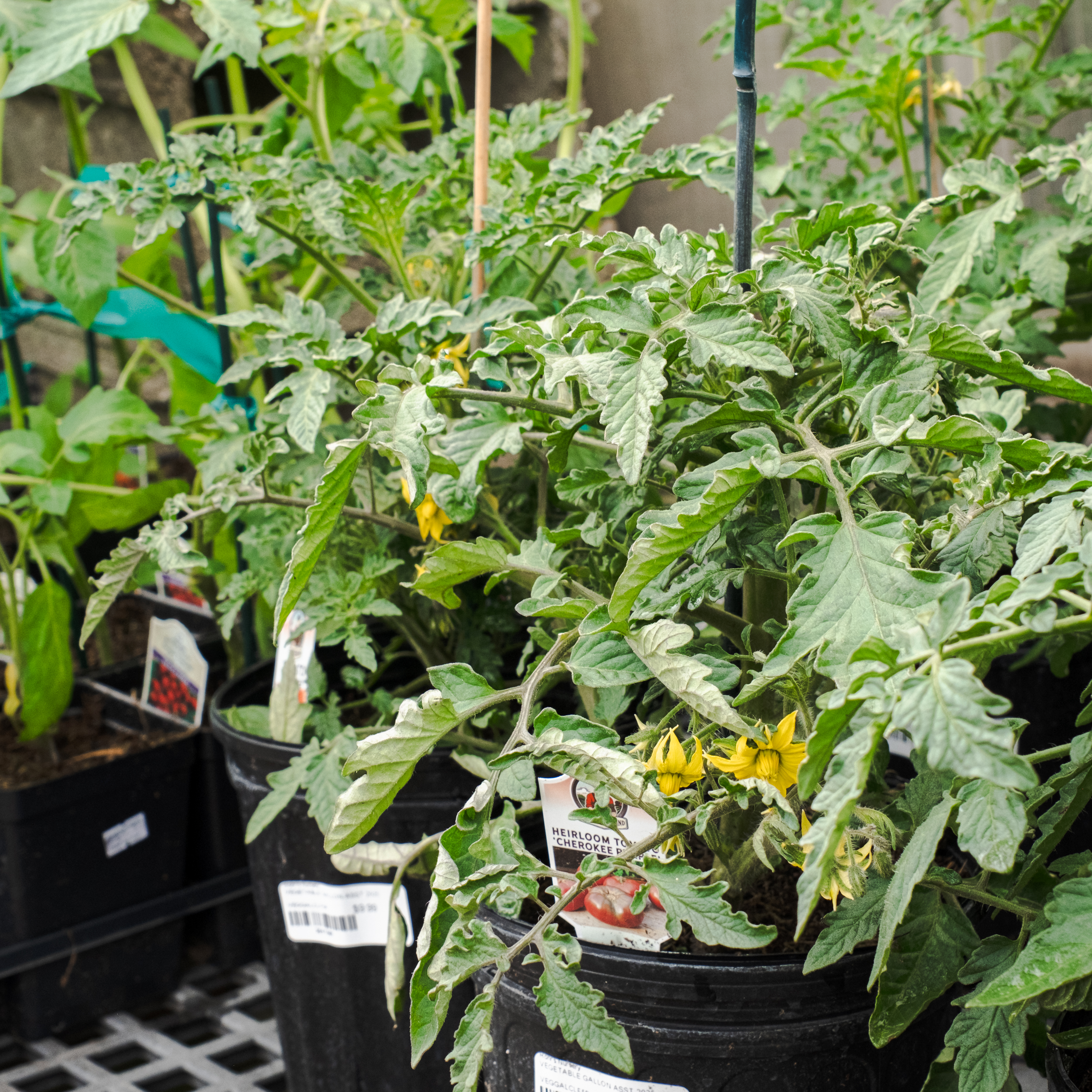 tomato plants tomato plants