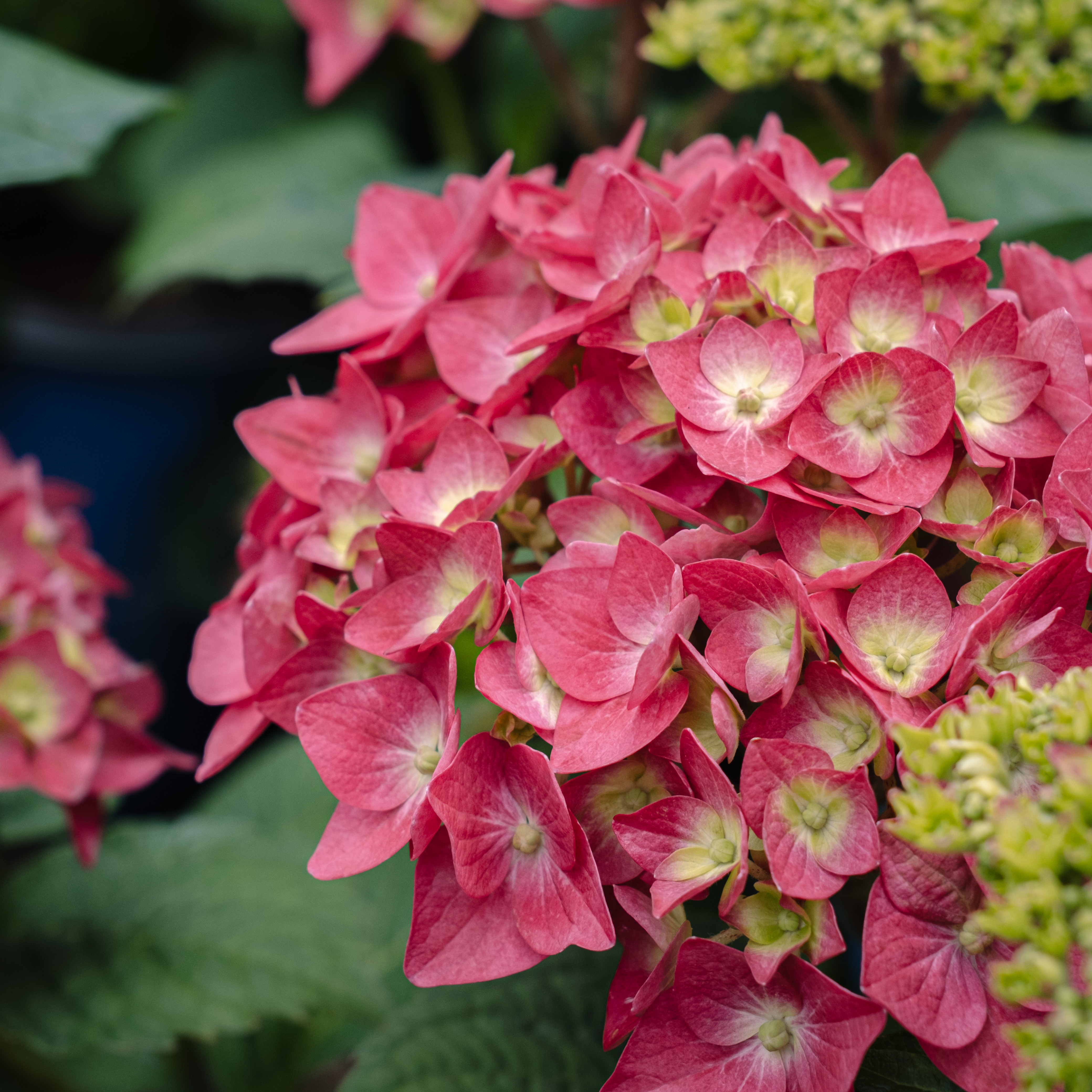 red and lime endless summer hydrangeas red and lime endless summer hydrangeas