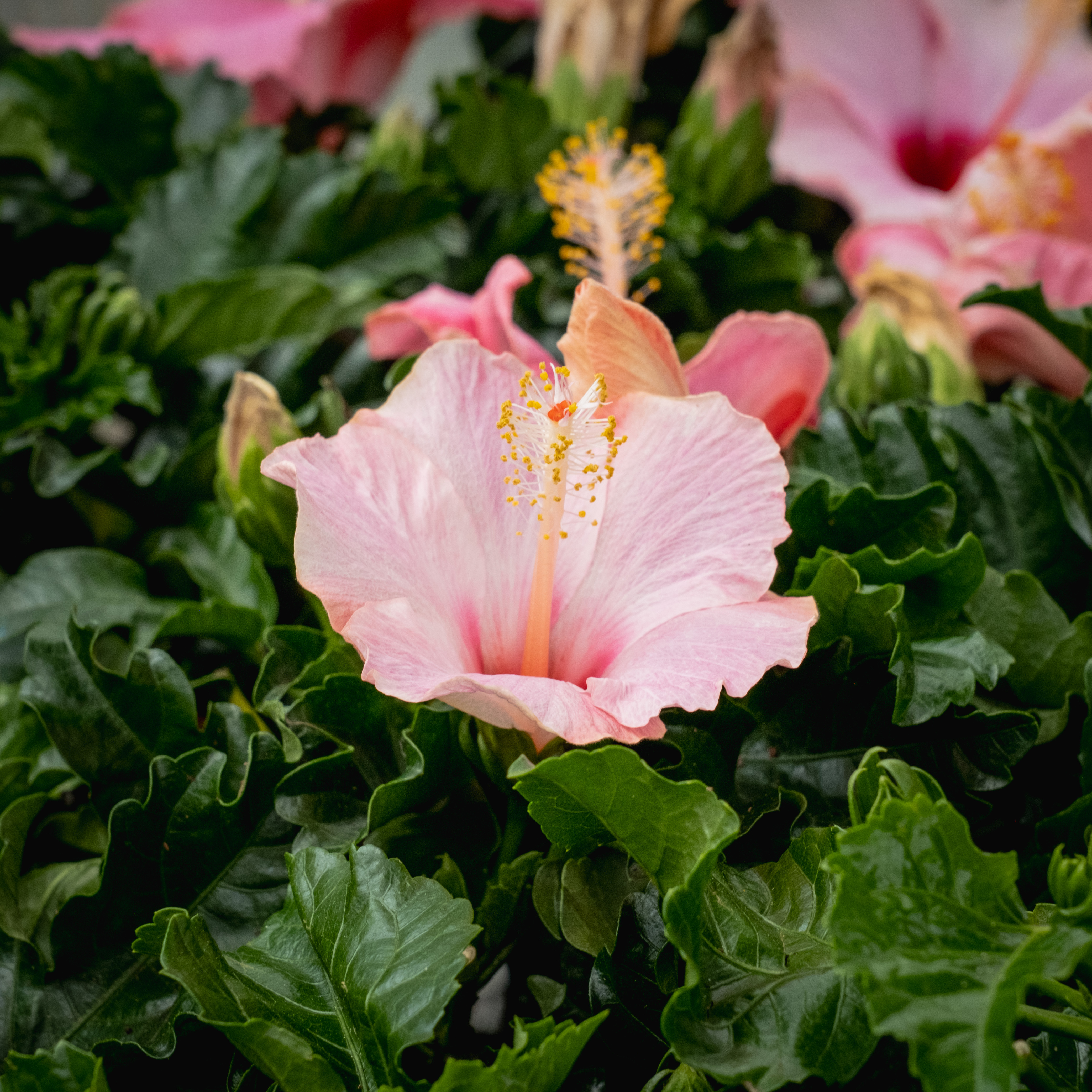 pink hibiscus pink hibiscus
