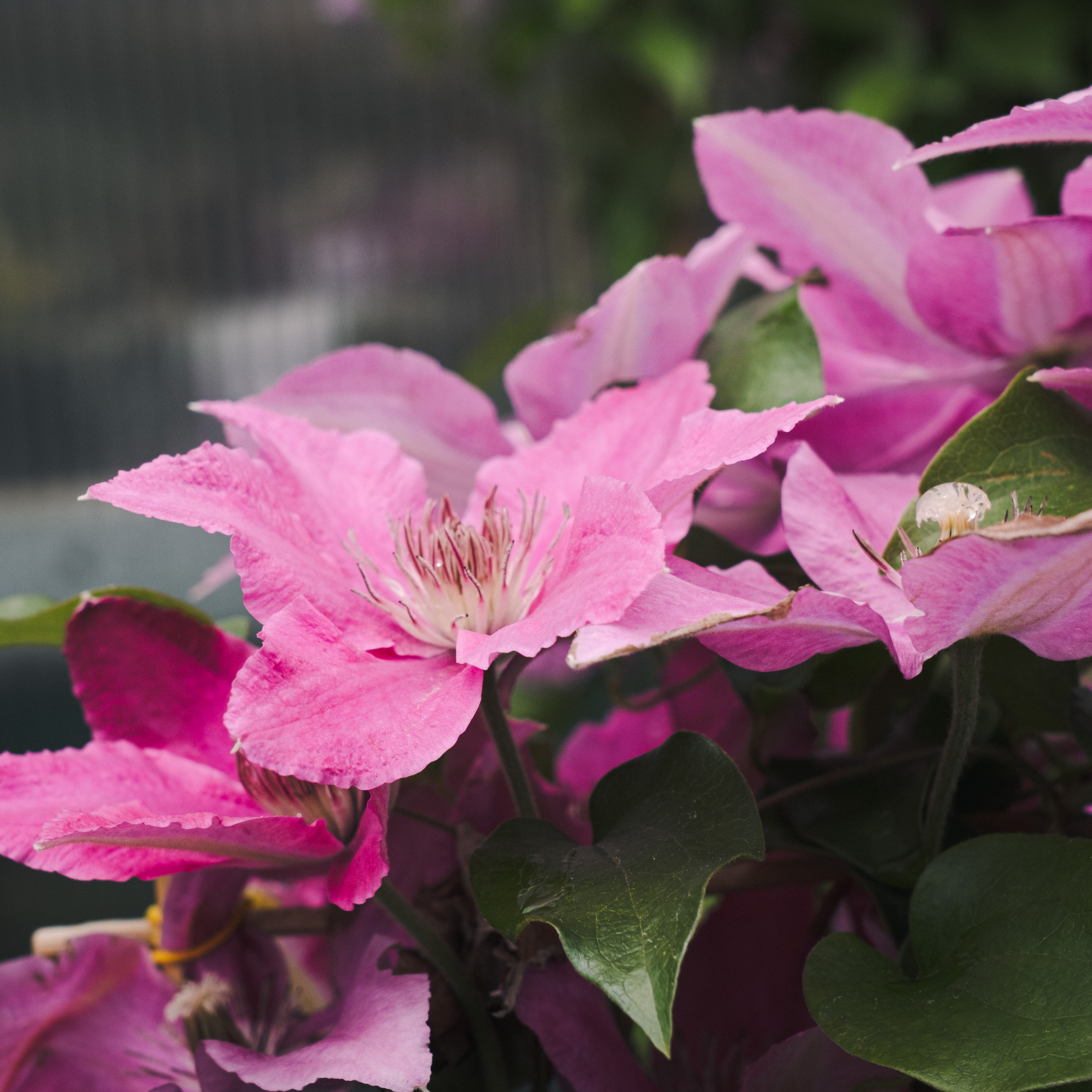 bright pink clematis flowers bright pink clematis flowers