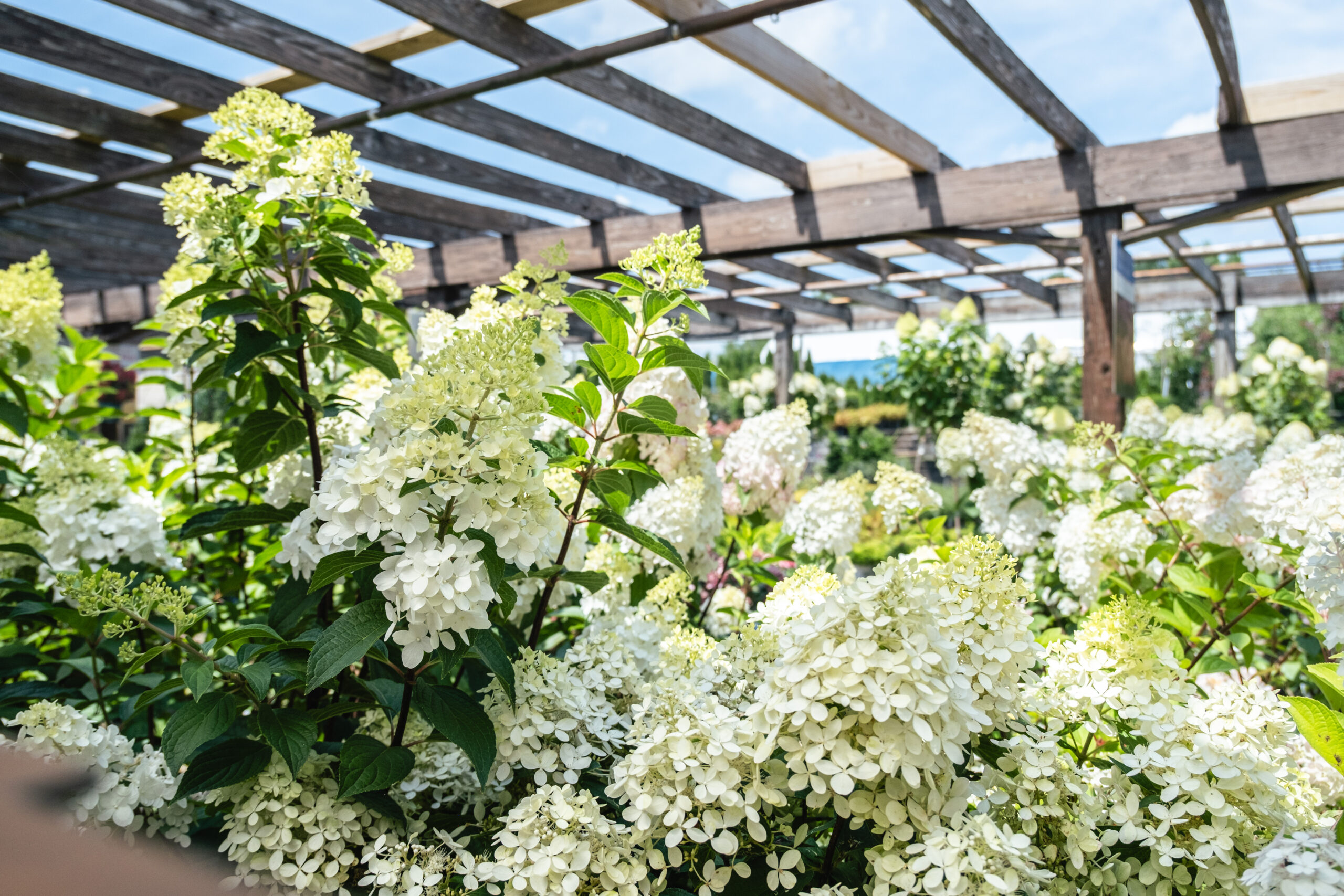 many panicle hydrangeas many panicle hydrangeas