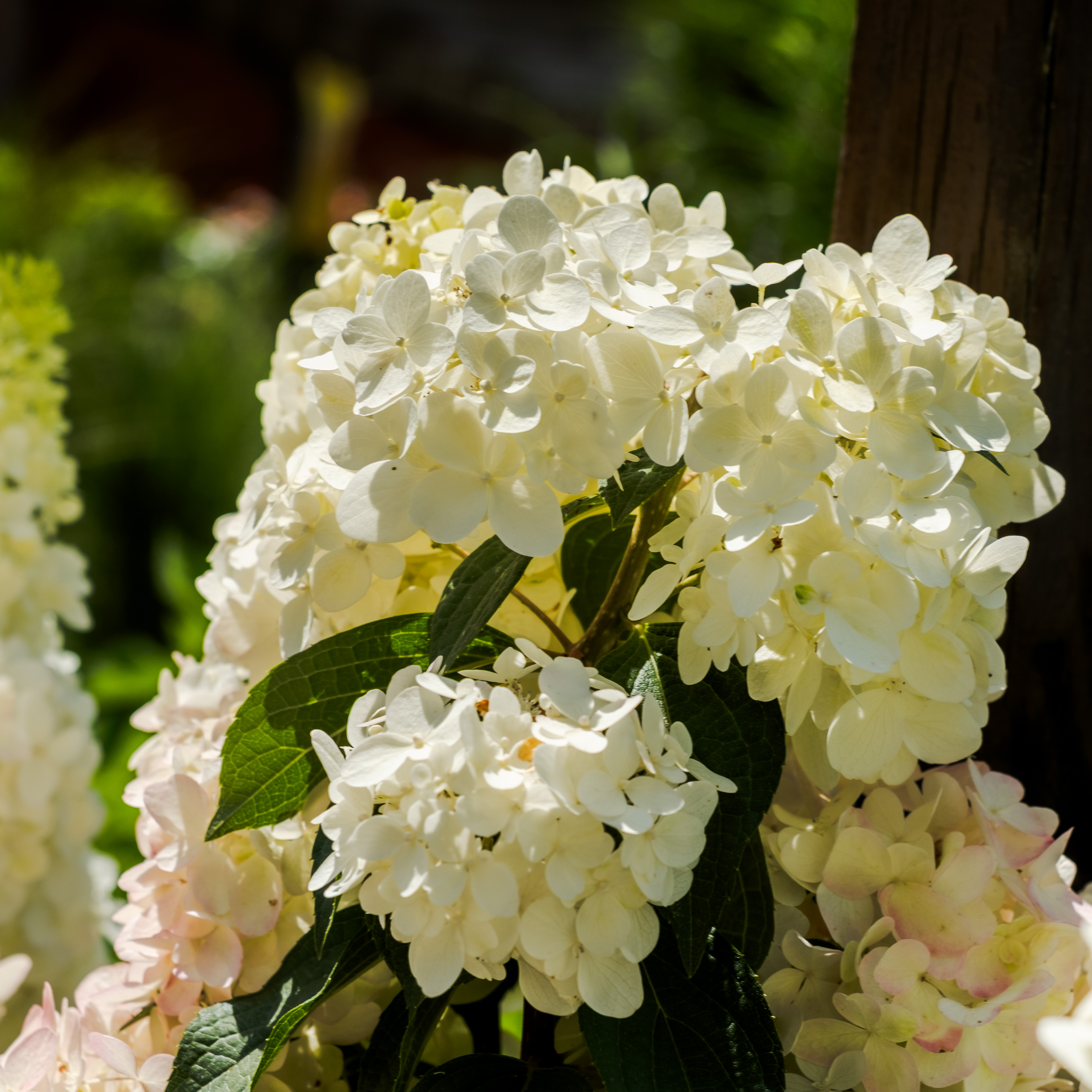 white hydrangea blooms white hydrangea blooms