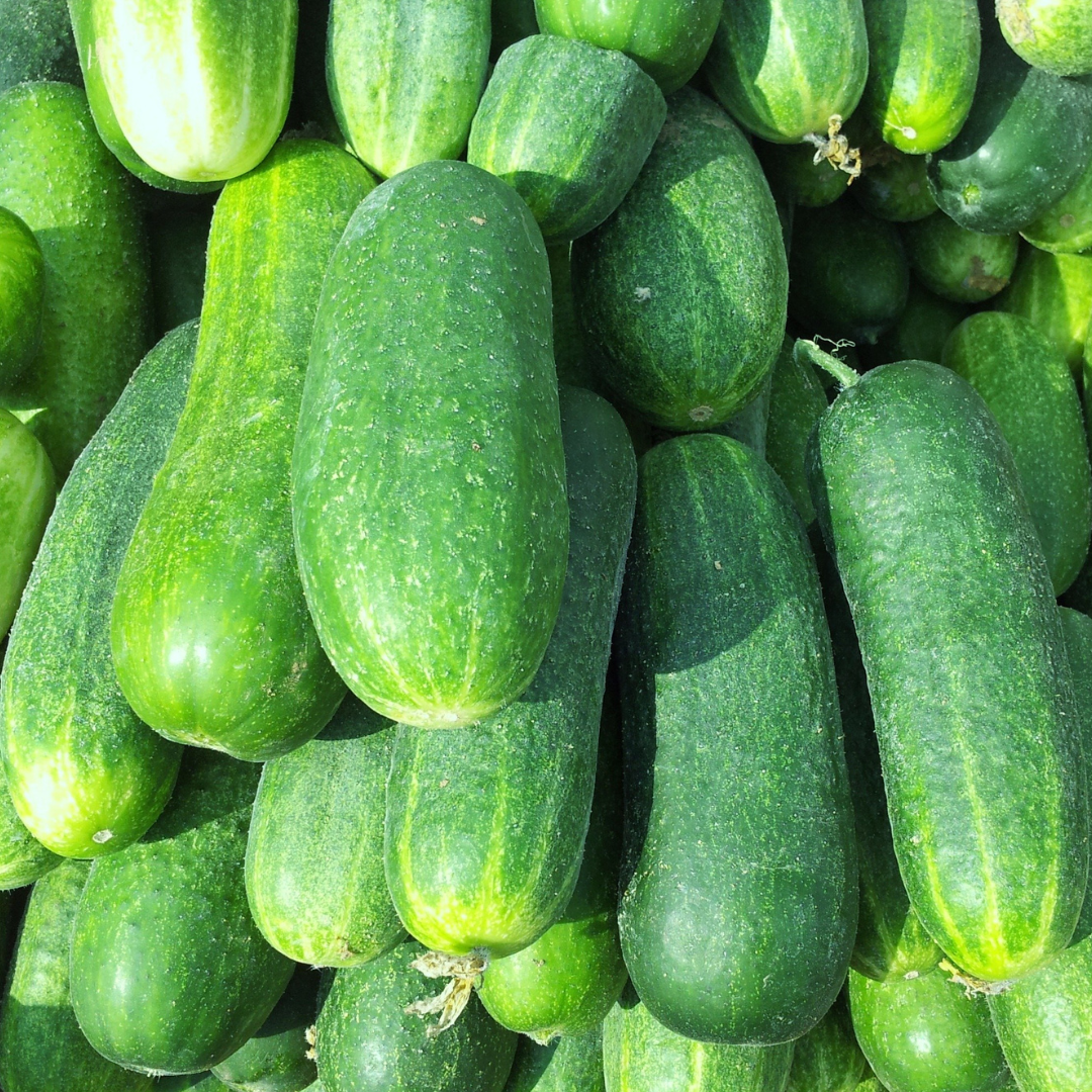 lots of cucumbers lots of cucumbers
