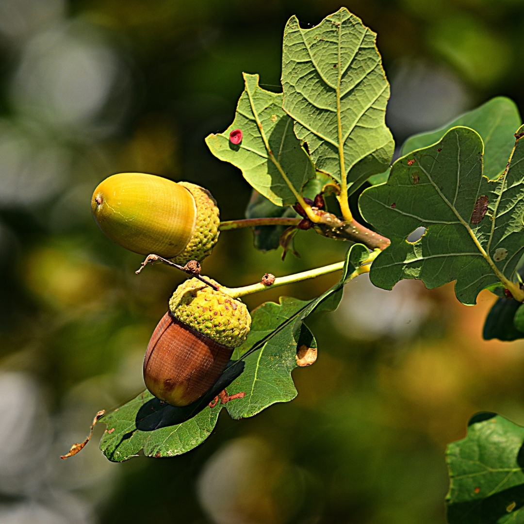 white oak with acorns