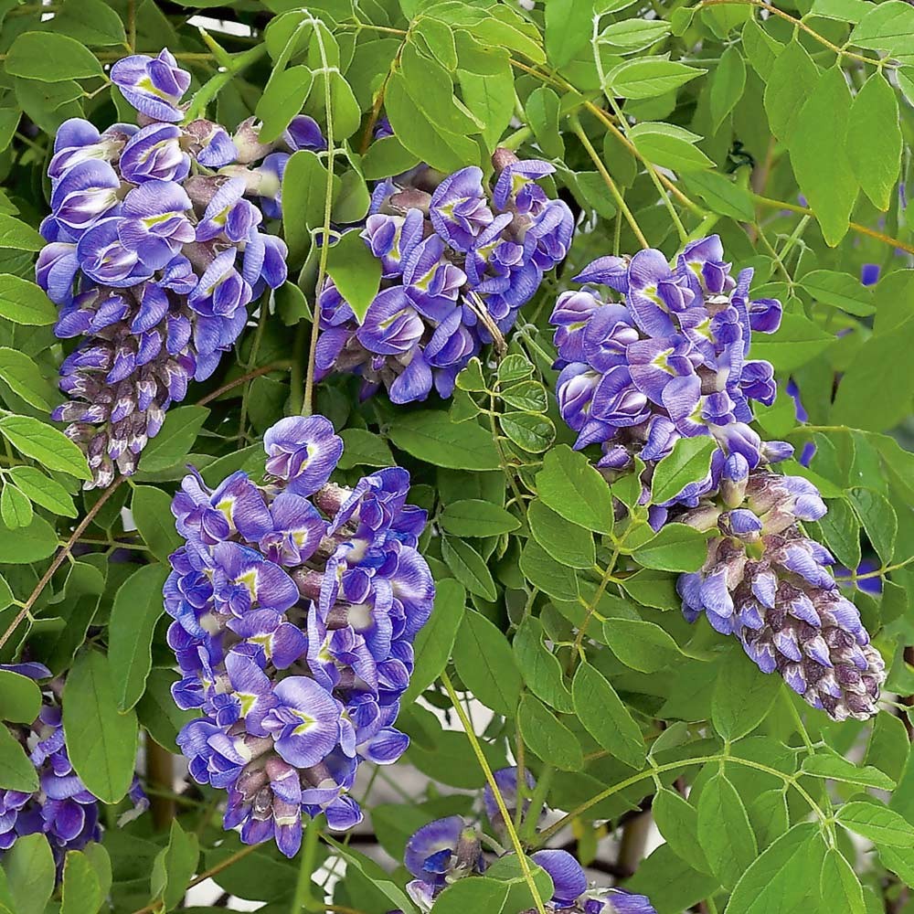 Amethyst Falls Wisteria (WISTERIA FR. AMETHYST FALLS)