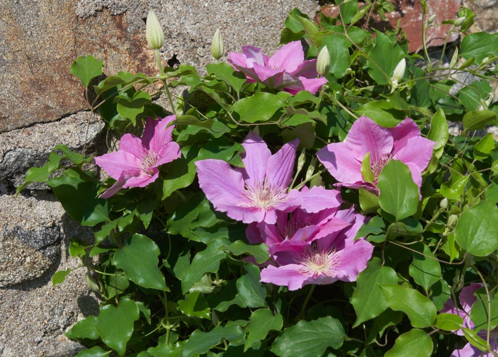 Bridgewater™ Clematis (CLEMATIS BRIDGEWATER)