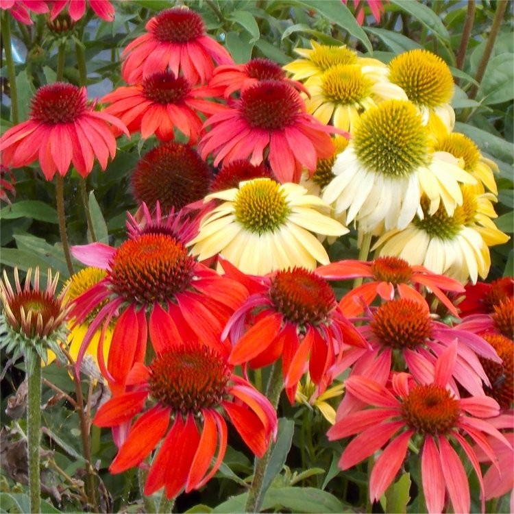 Cheyenne Spirit Coneflower (ECHINACEA CHEYENNE SPIRIT)