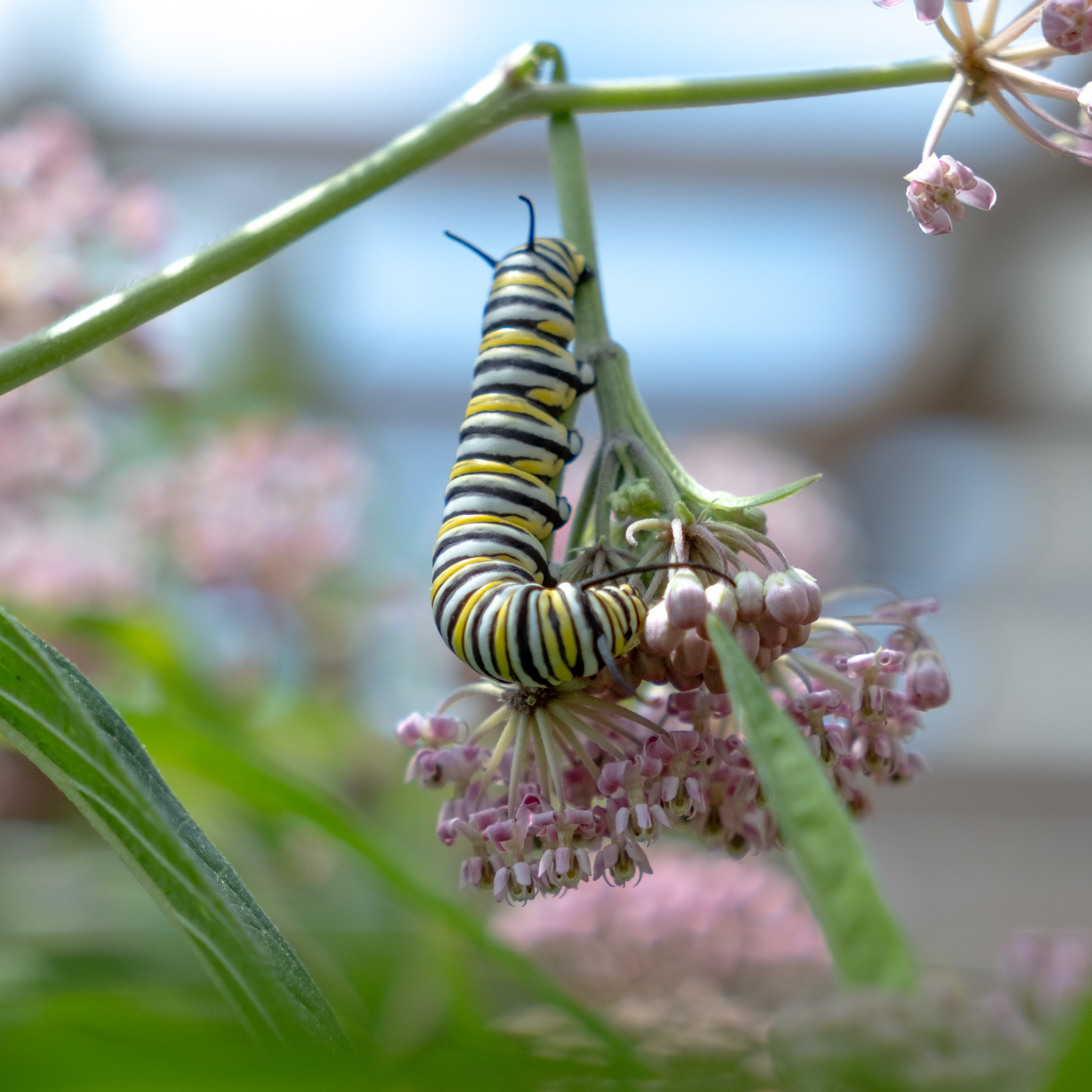 DSCF8342 monarch caterpillar on milkweed
