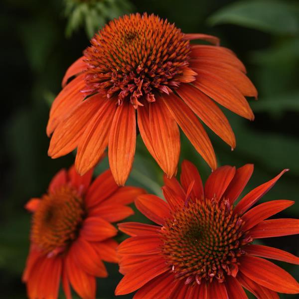 Echinacea Sombrero® Fiesta Orange (Echinacea x hybrida 'Balsomstor')