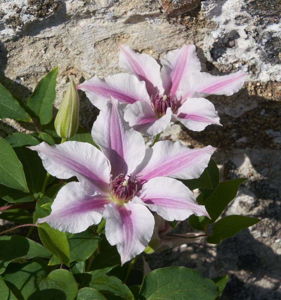 Ithemba™ Clematis (CLEMATIS ITHEMBA)