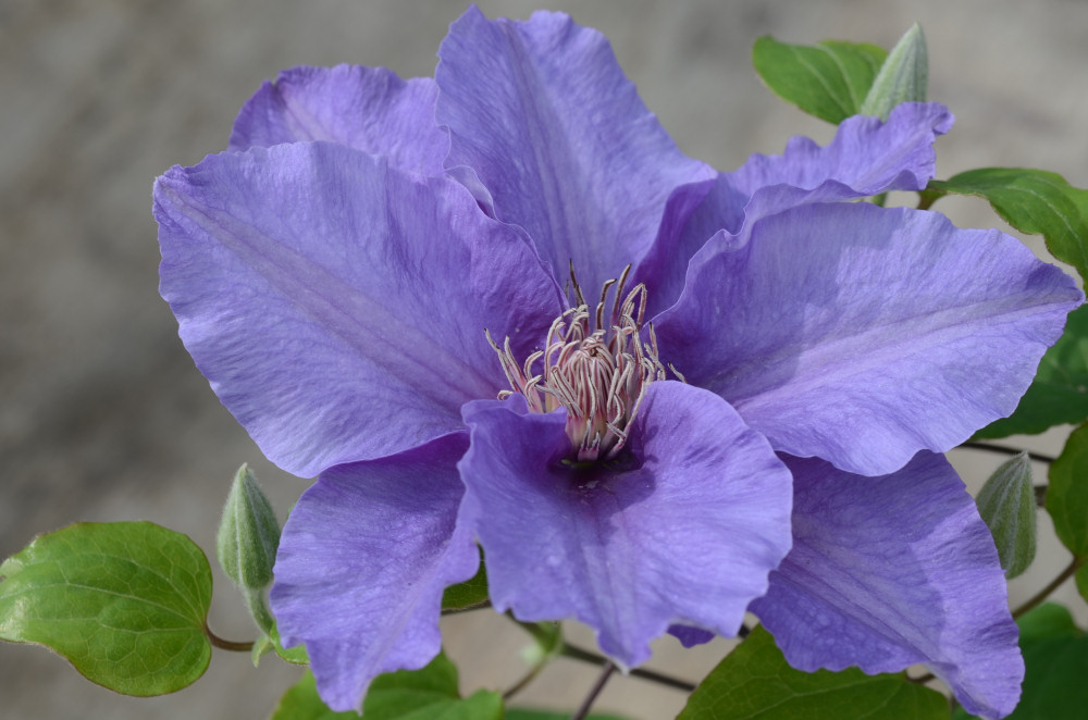 Sacha™ Clematis (CLEMATIS SACHA)