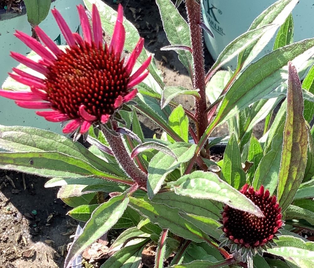Sunseekers Purplicious Coneflower (ECHINACEA SUNSEEKERS PURPLICIOUS)